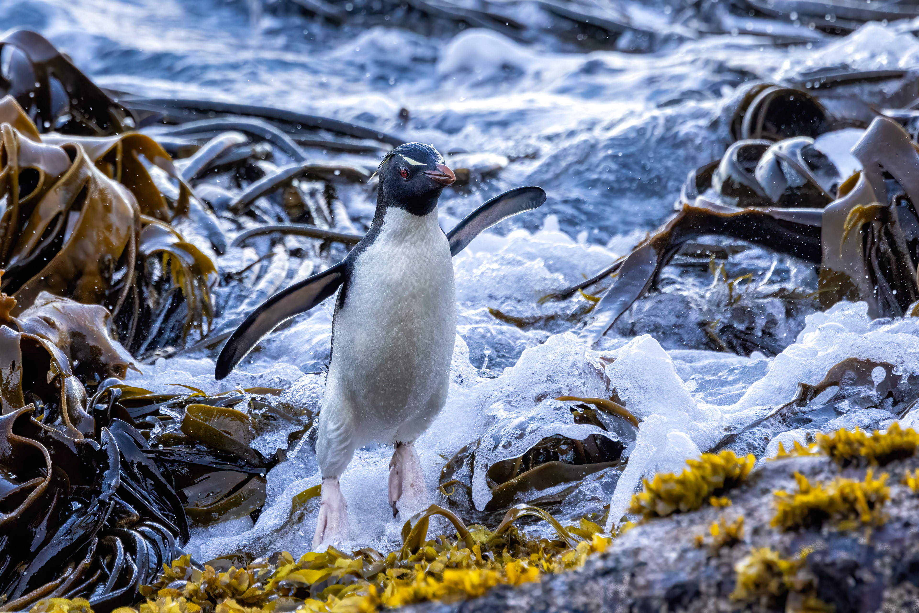 Southern Rockhopper hopping through the kelp - Falklands - RM