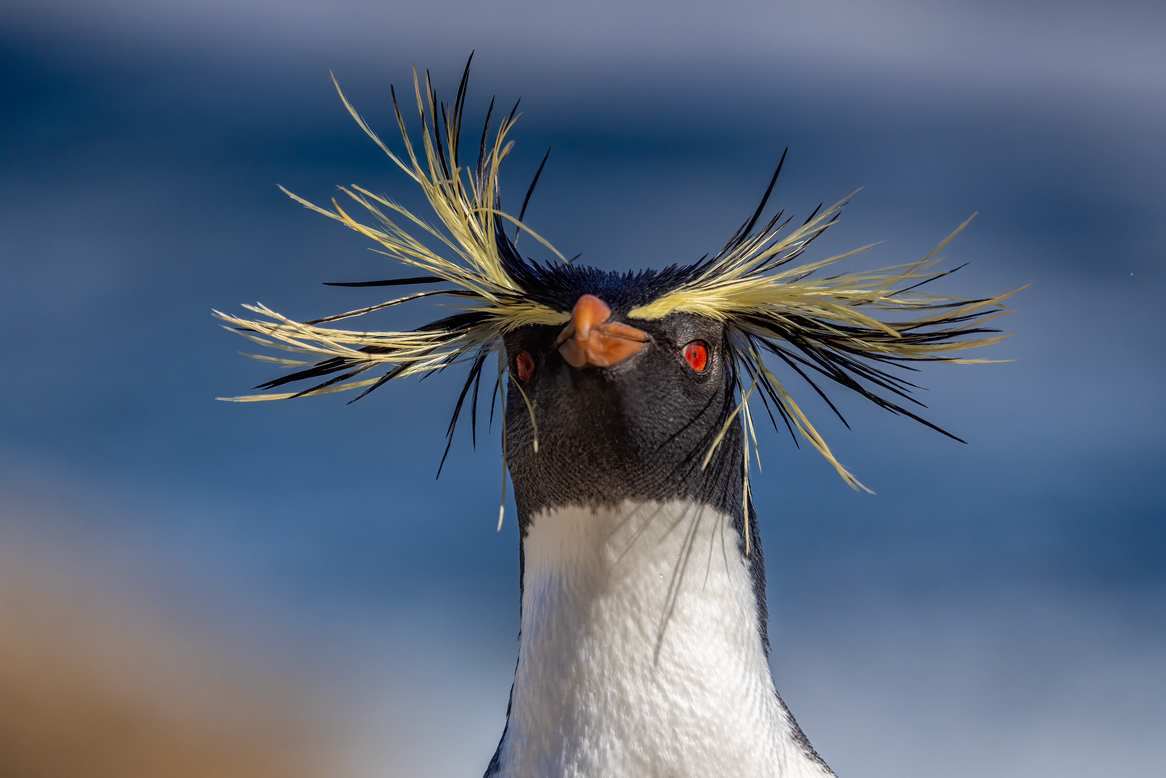 The magnificent plumage of a rare Northern Rockhopper hybrid - Falklands - RM