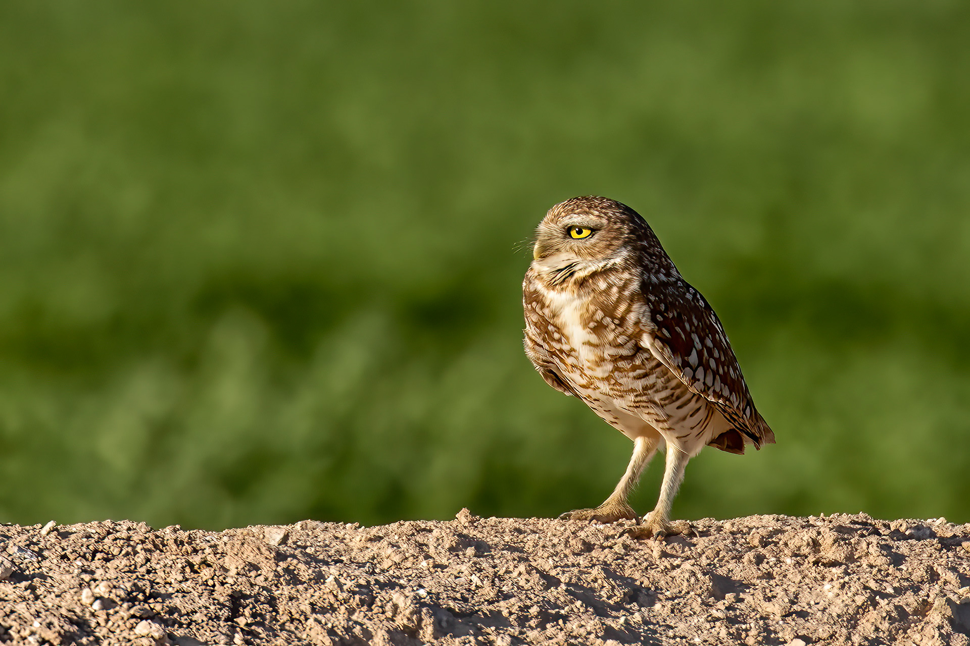 Burrowing Owl