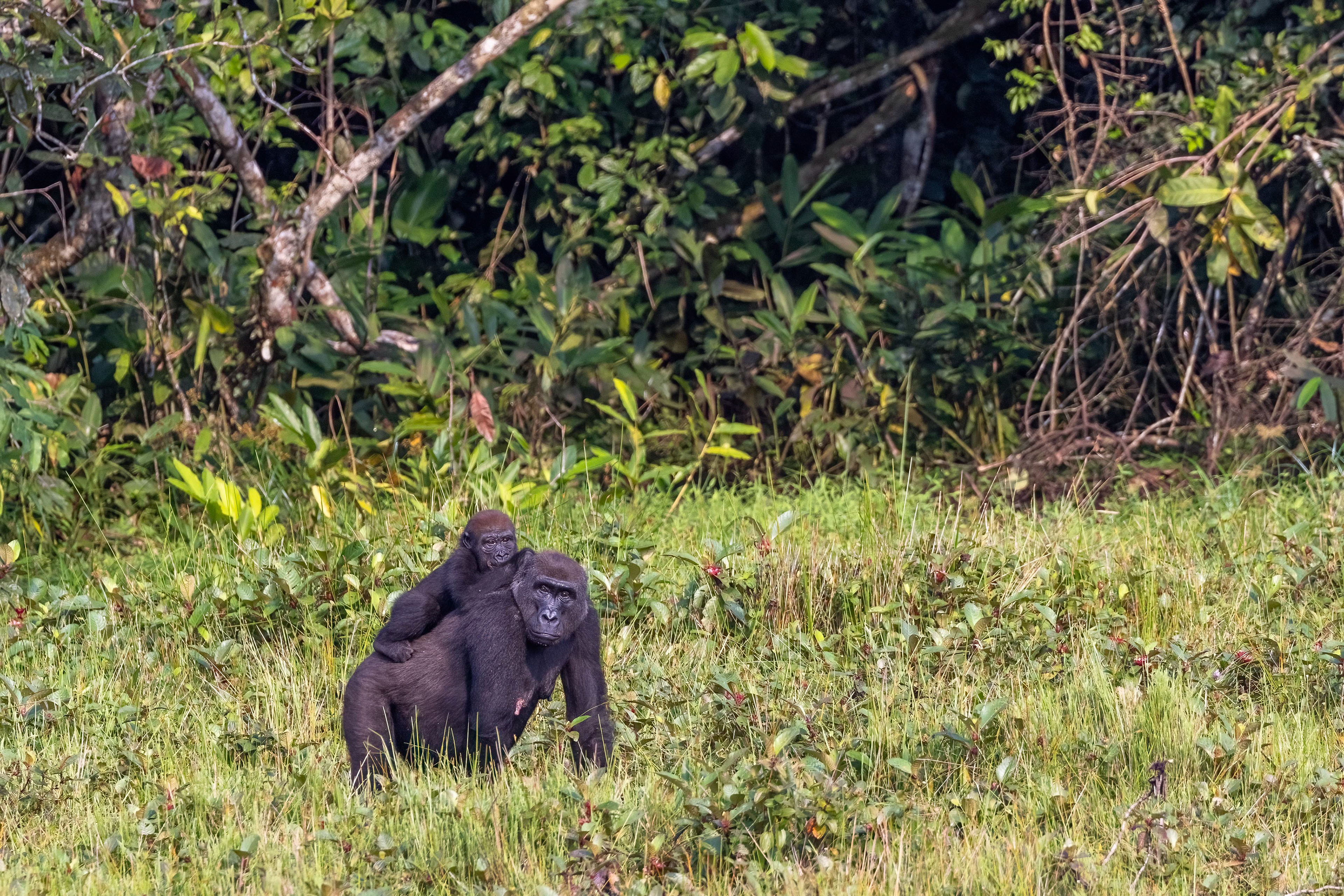 Western Lowland Gorilla mother and baby - Odzala, Republic of Congo-RM