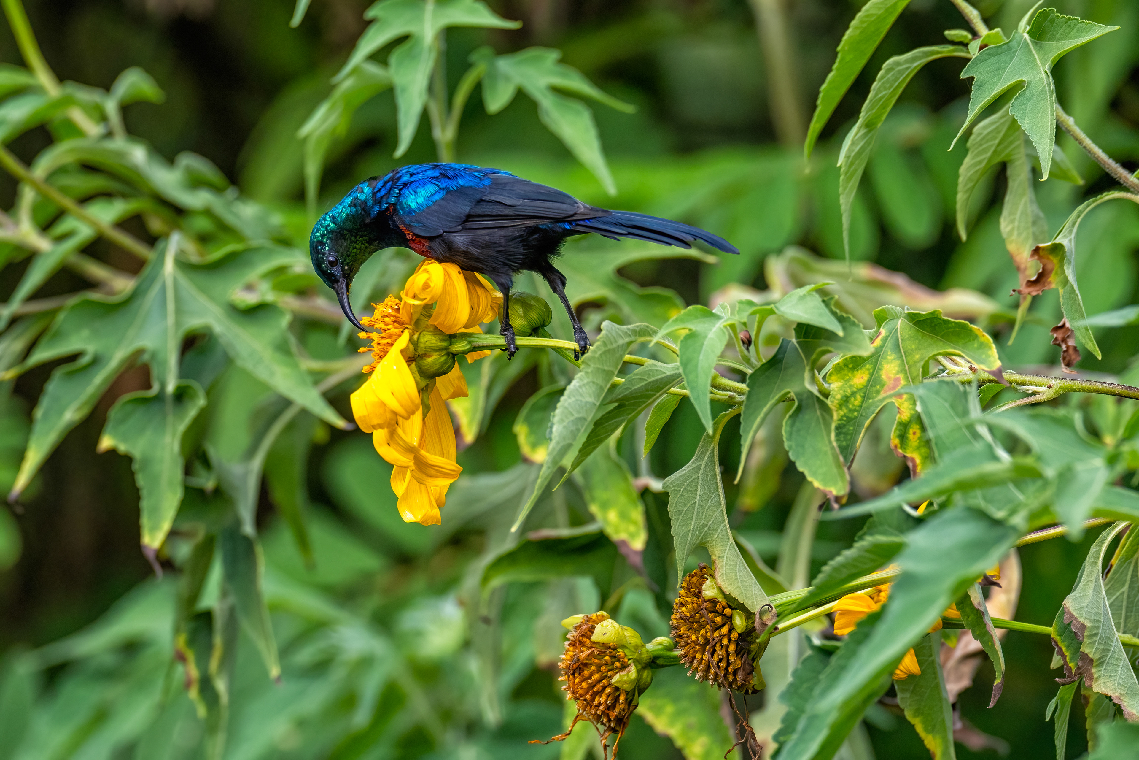 Crimson-chested Sunbird - Chahafi, Uganda