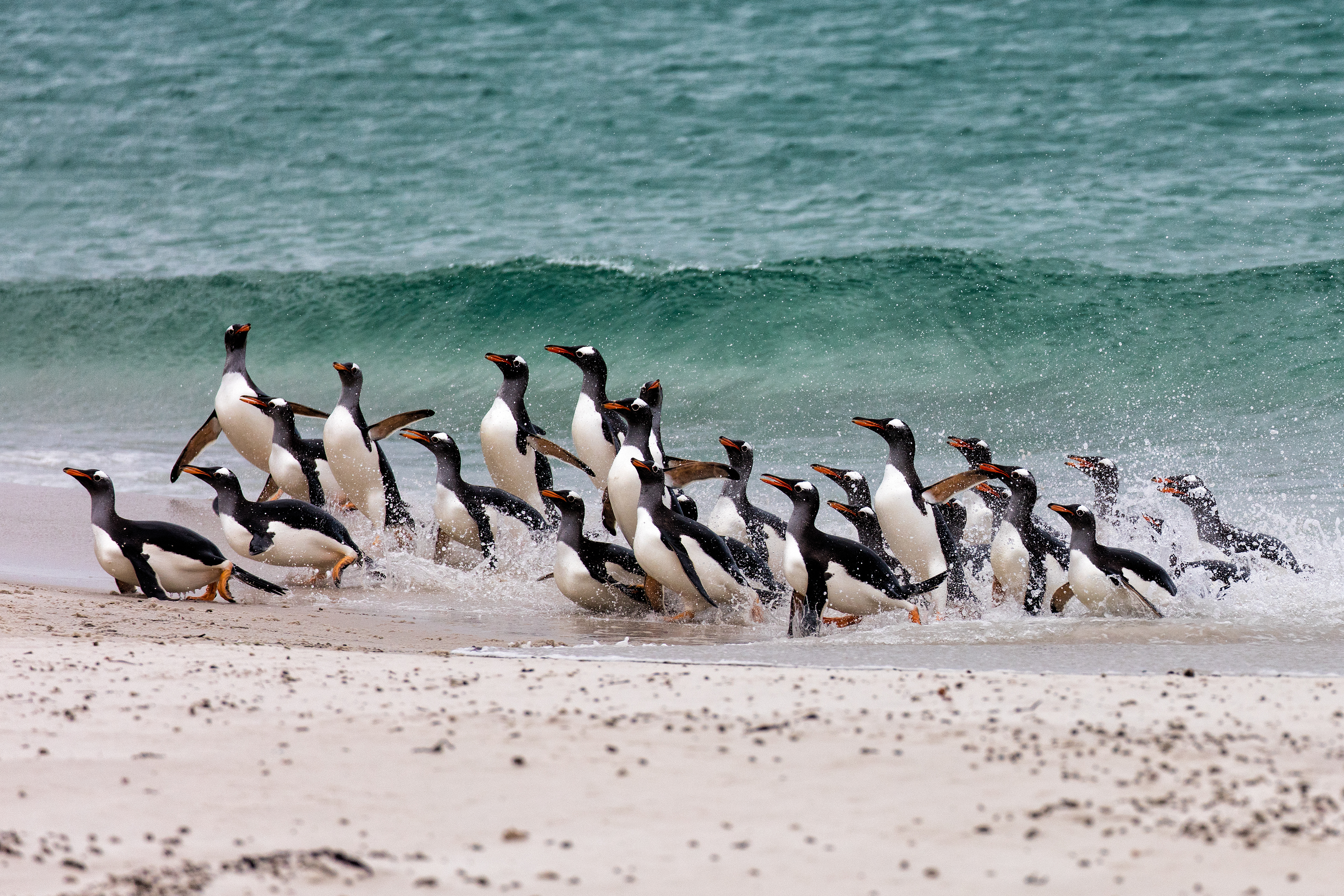 Gentoo Penguins returning to shore en masse - Falklands