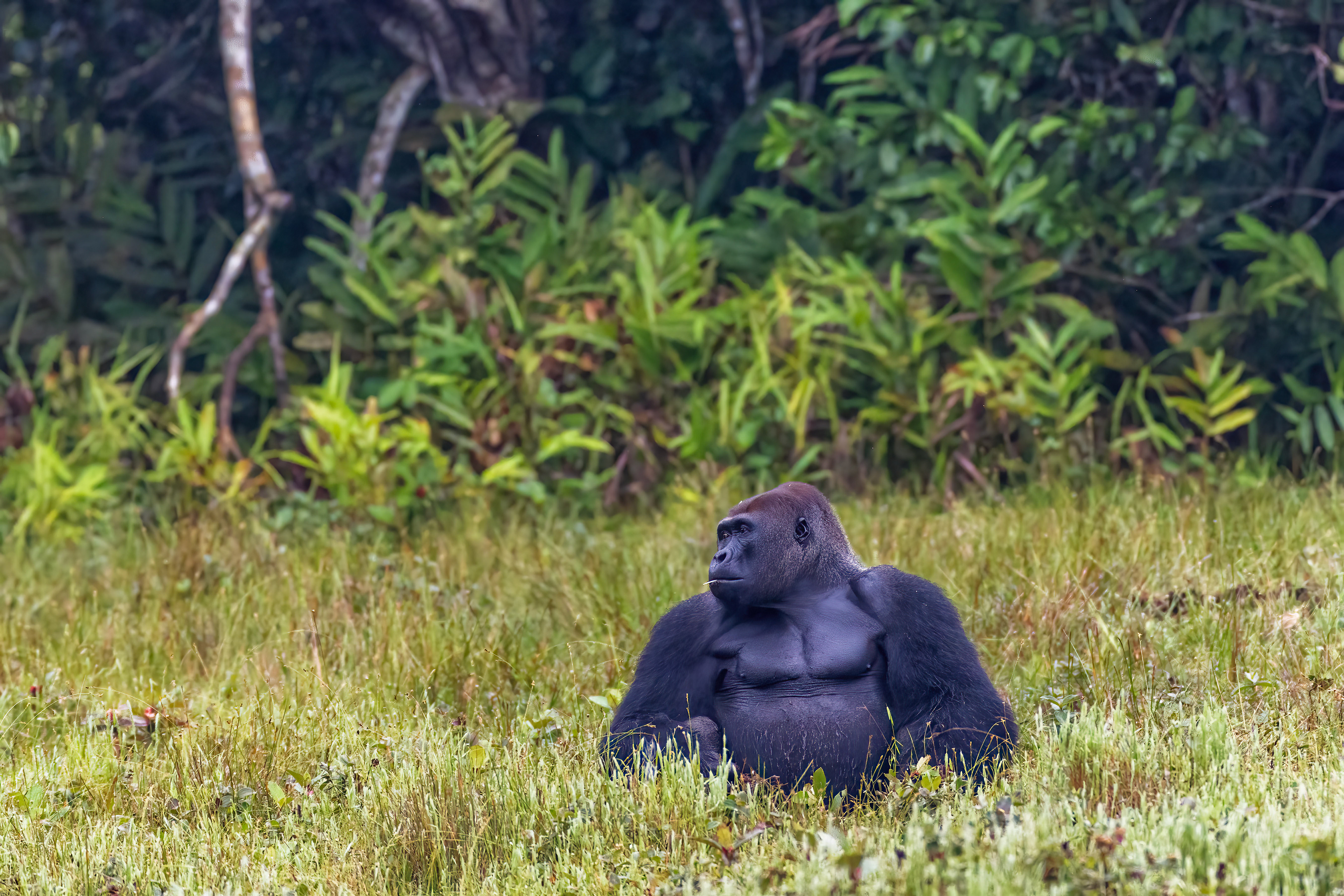 Western Lowland Gorilla Silverback - Odzala, Republic of Congo