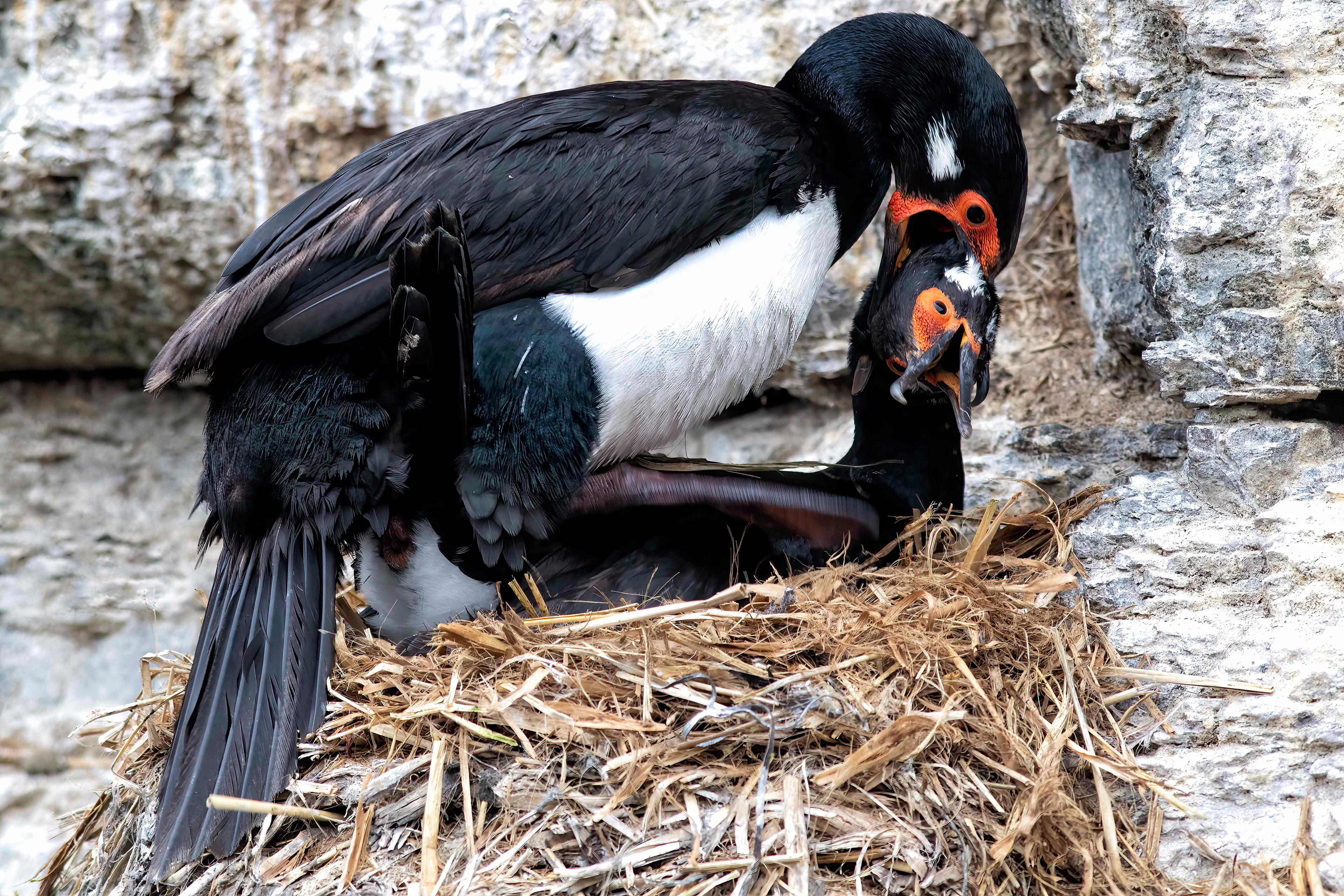 Mating Rock Cormorants - Falklands - RM