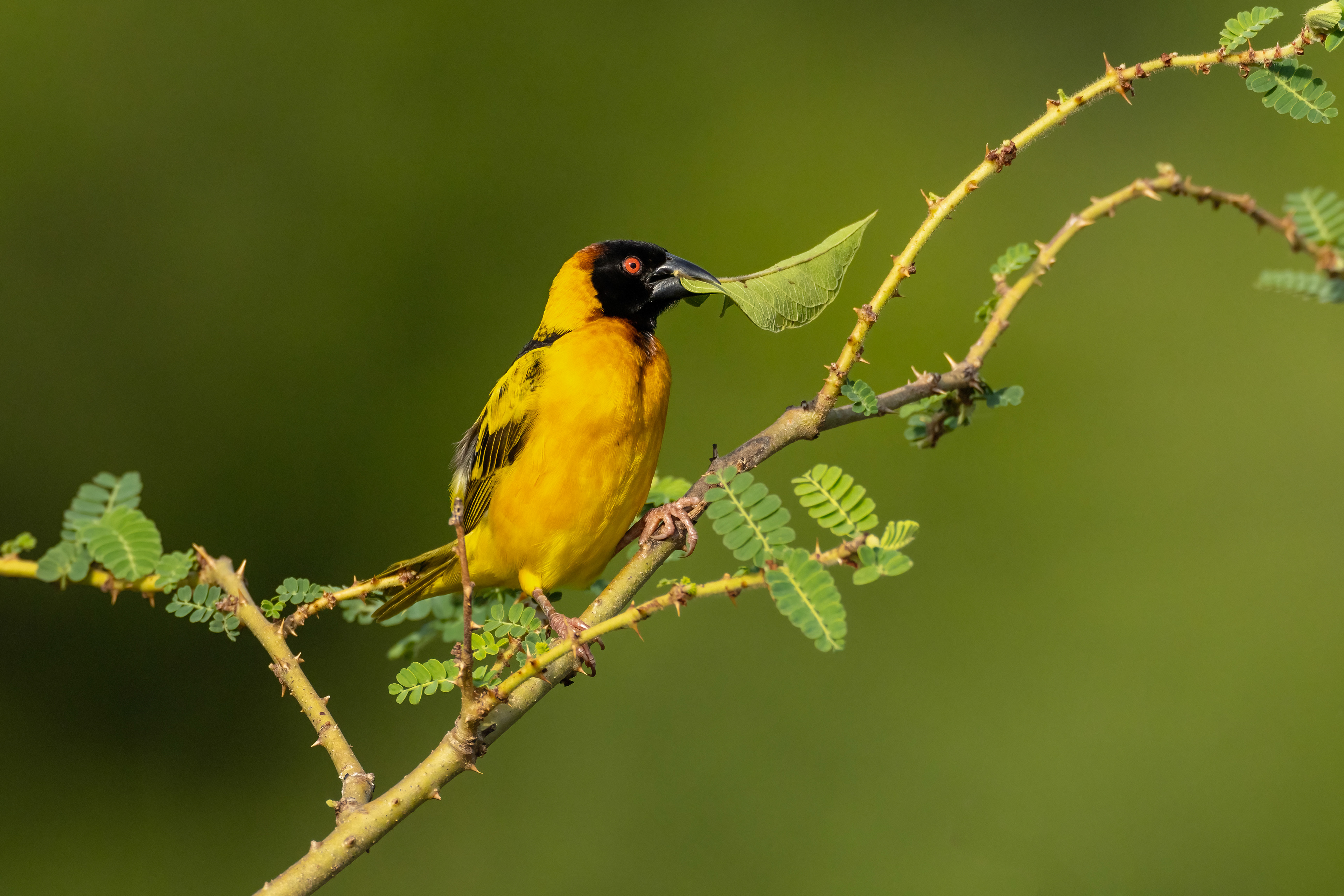 Black-headed Weaver carrying a leaf to line the inside of the nest - Murchison Falls National Park, Uganda