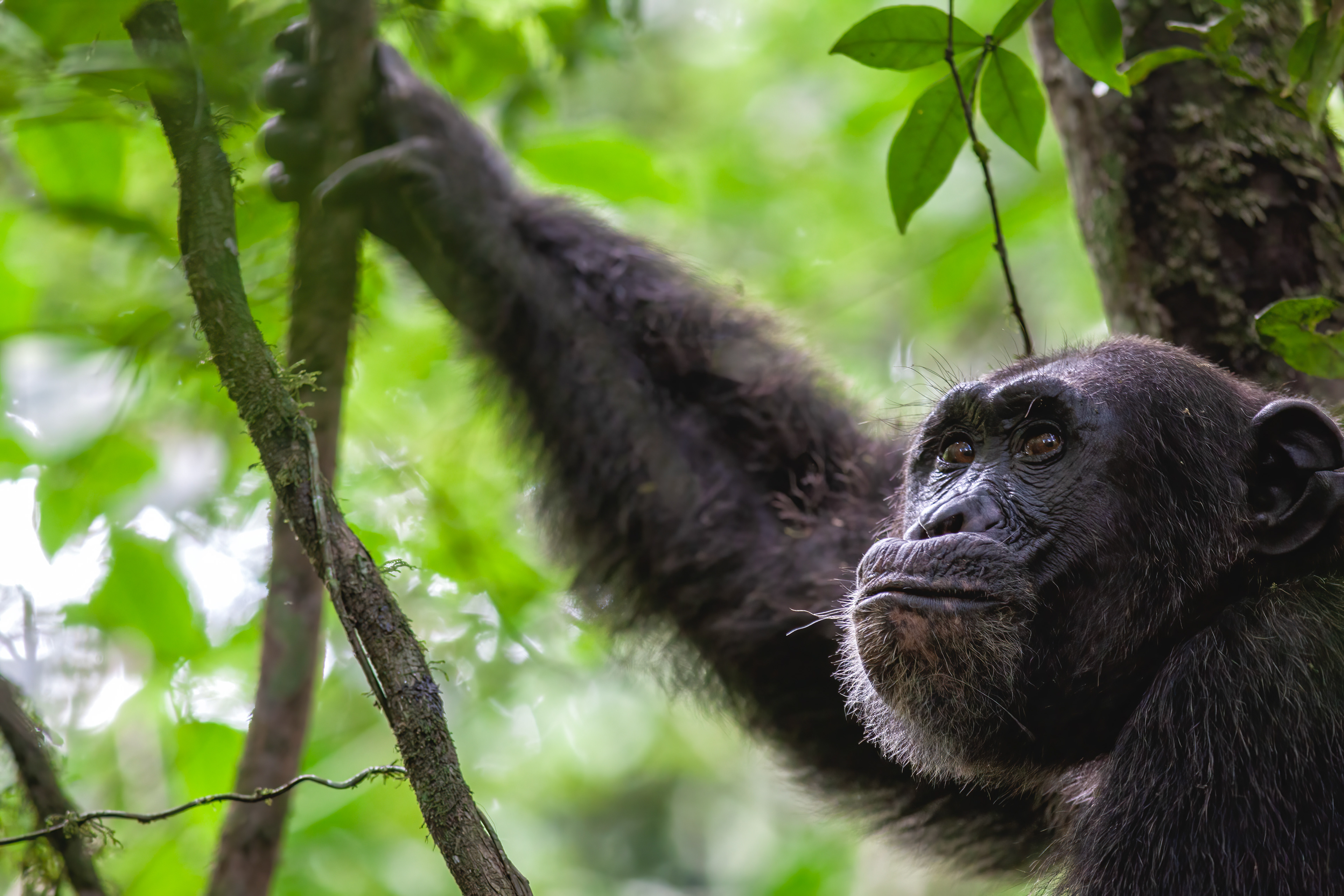 Chimpanzee pondering life - Uganda - RM