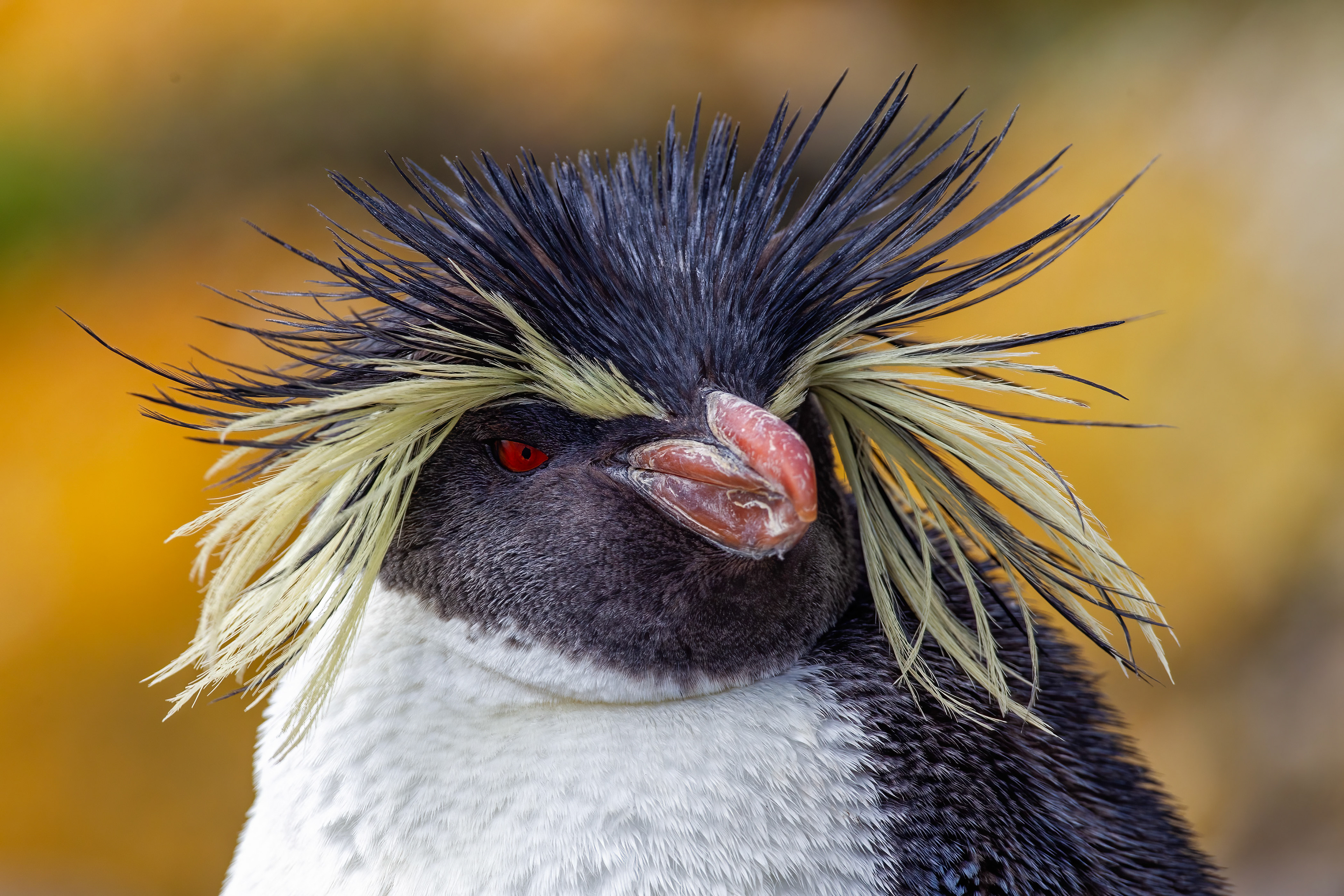 A rare Northern Rockhopper Penguin - Falklands