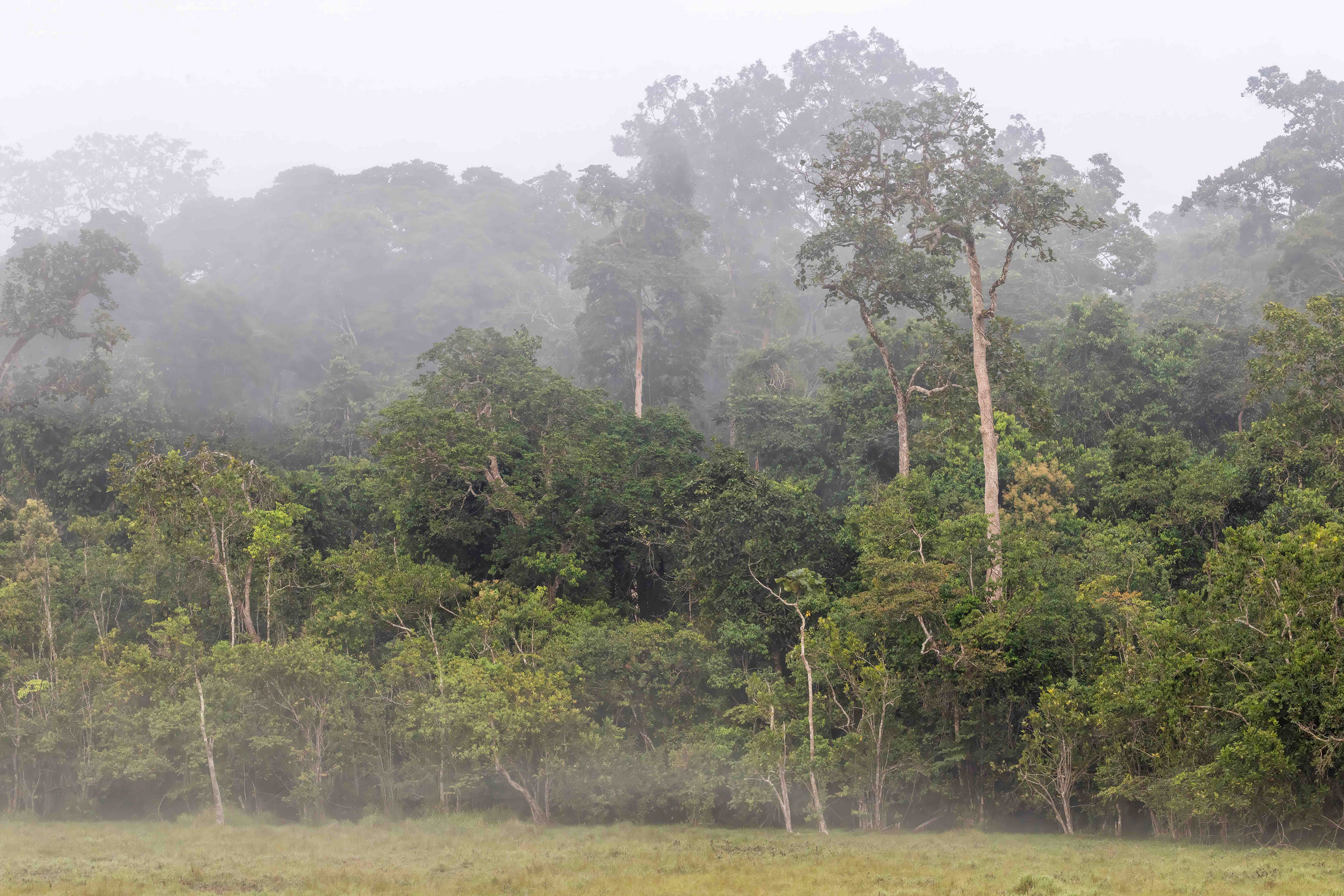 Misty morning at Imbalanga Bai - Odzala, Republic of Congo 