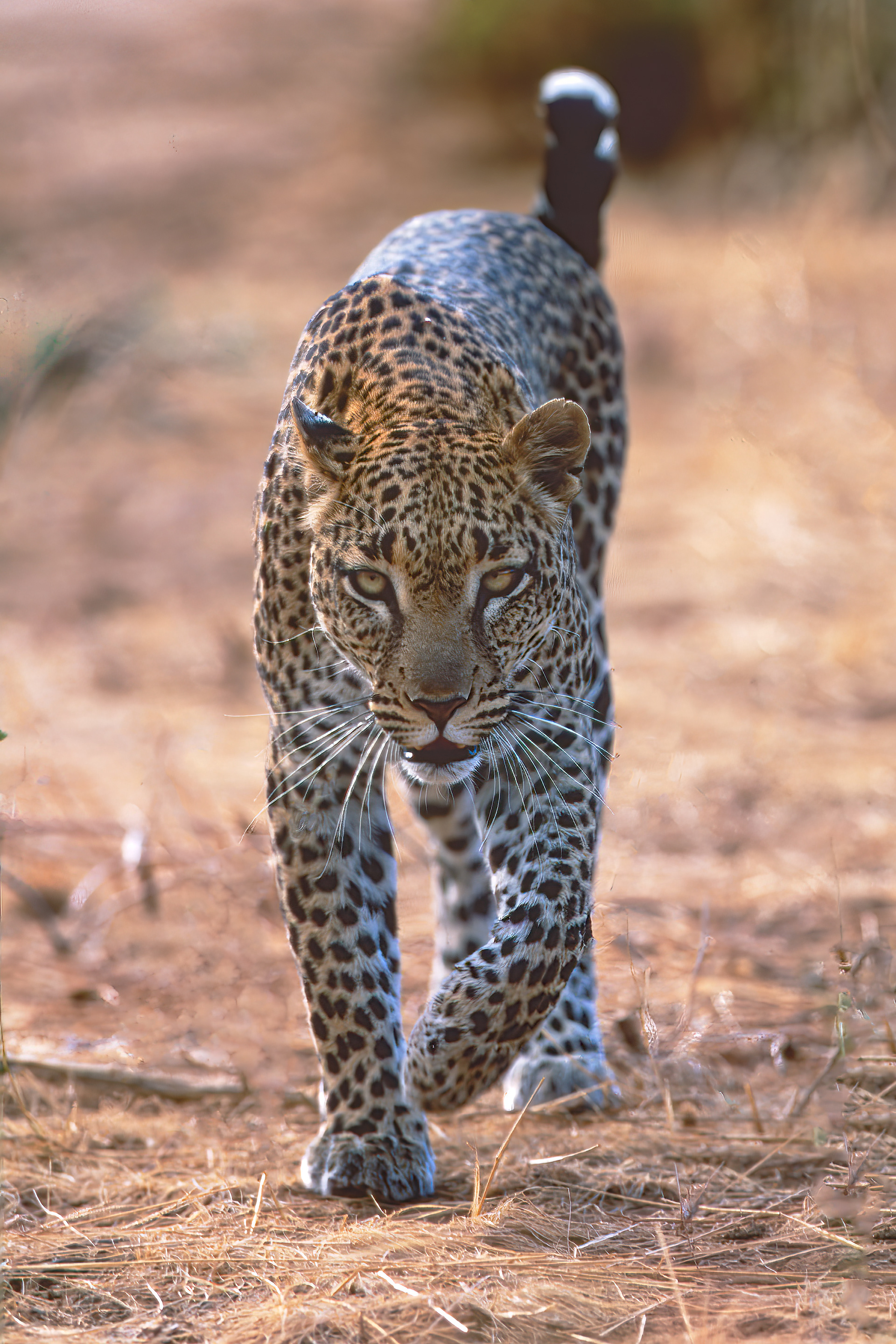 Leopard - Masai Mara