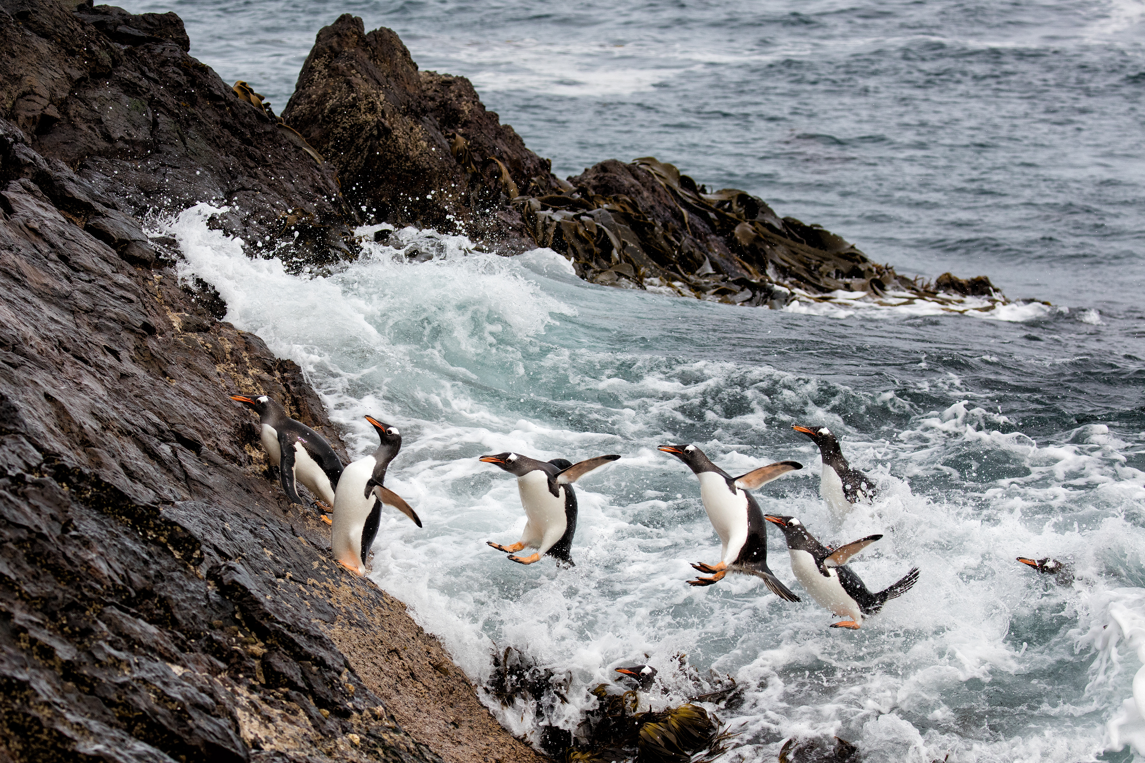 Gentoo Penguins returning in style - Falklands