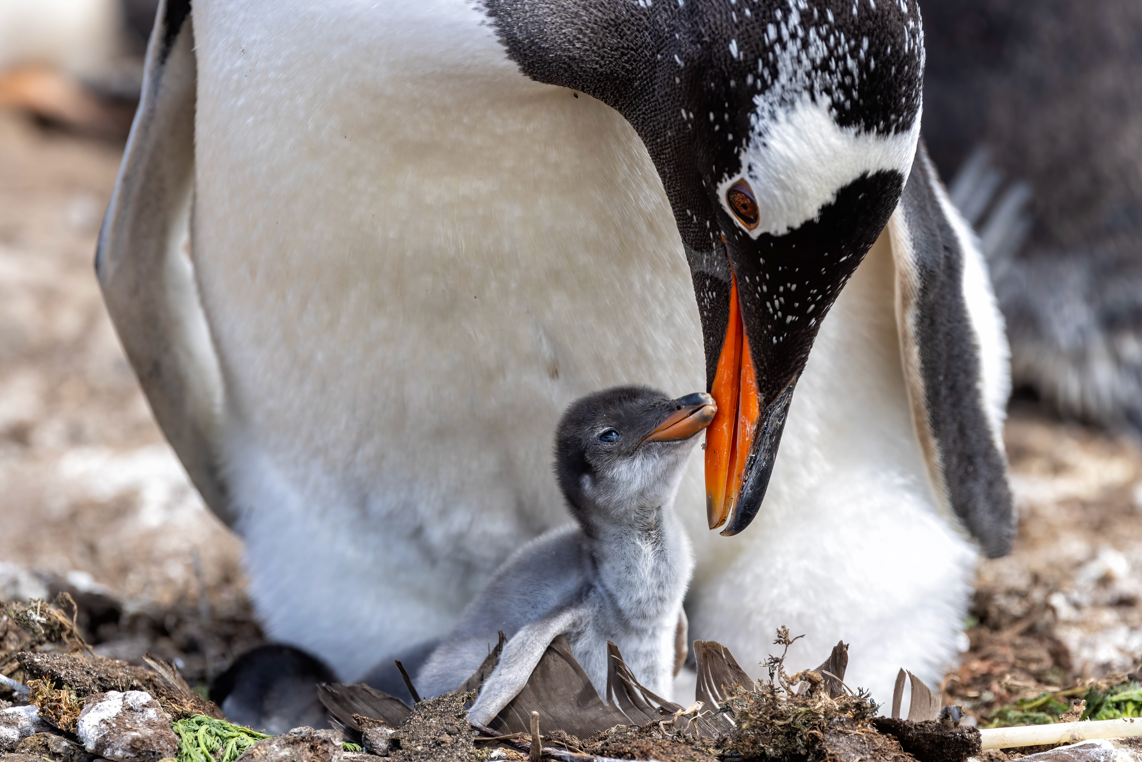 Gentoo Penguin tending its chick - Falklands - RM