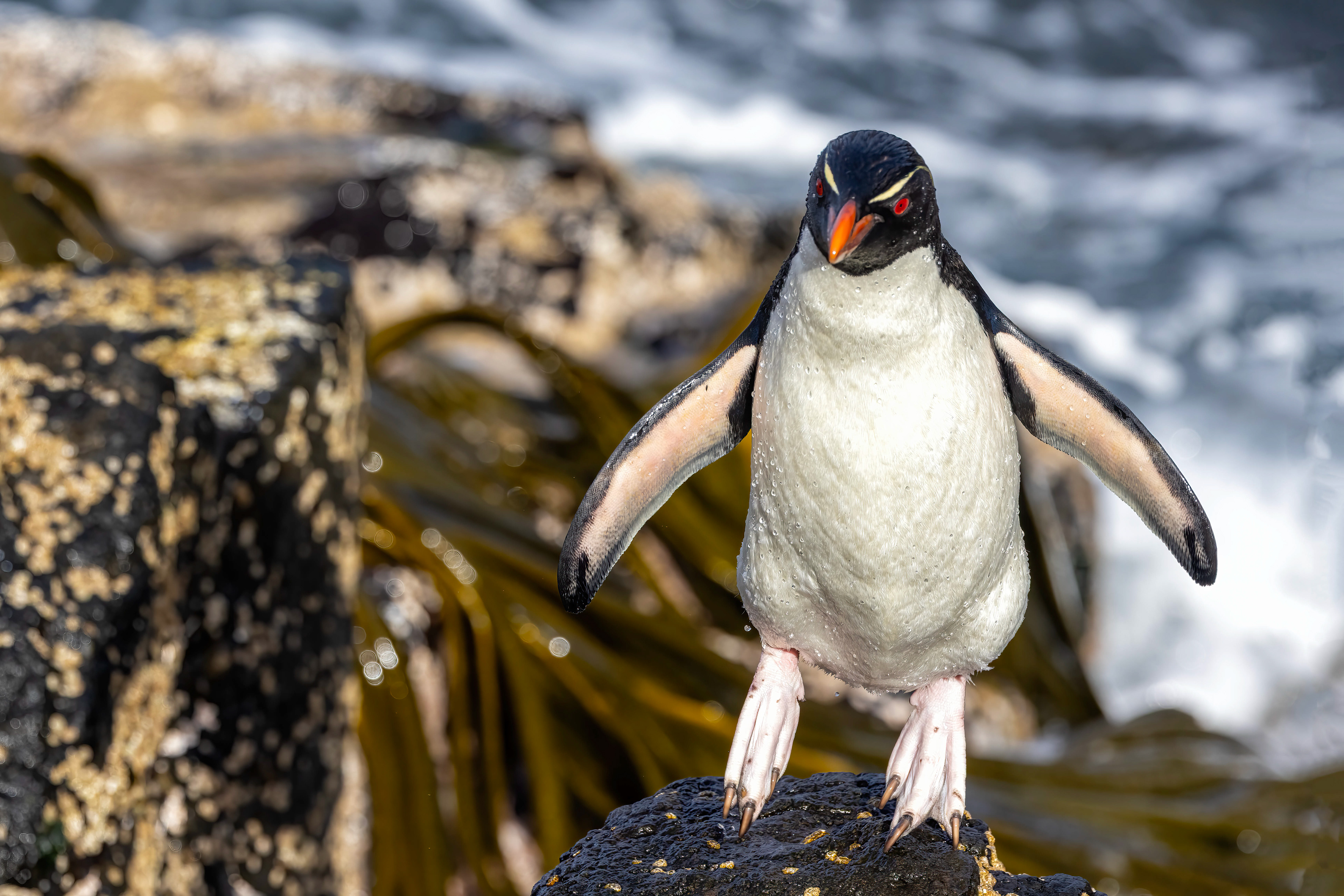 Southern Rockhopper hopping back to the colony - Falklands - RM