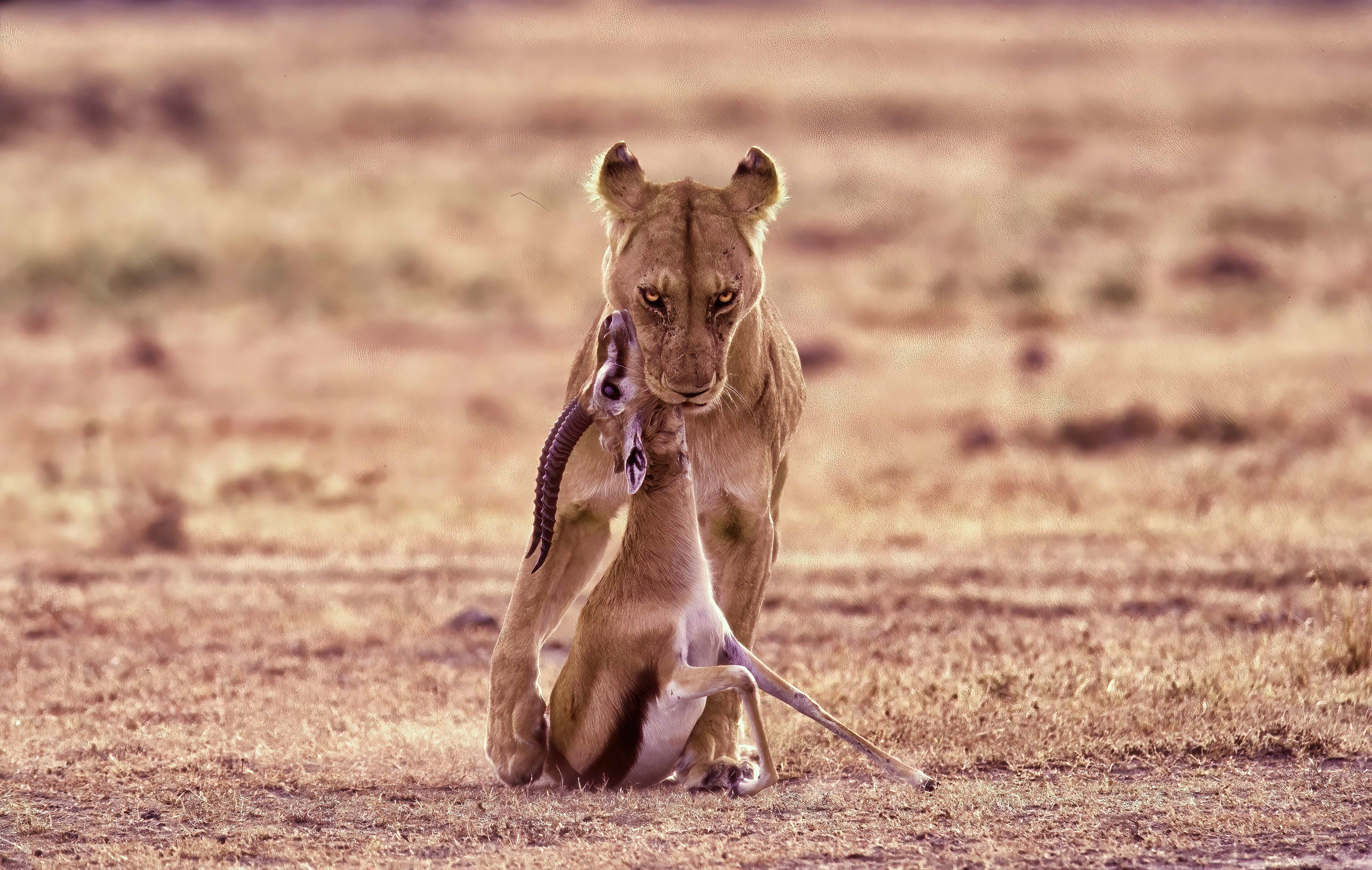 Lioness carrying her Thompson Gazelle kill - Masai Mara
