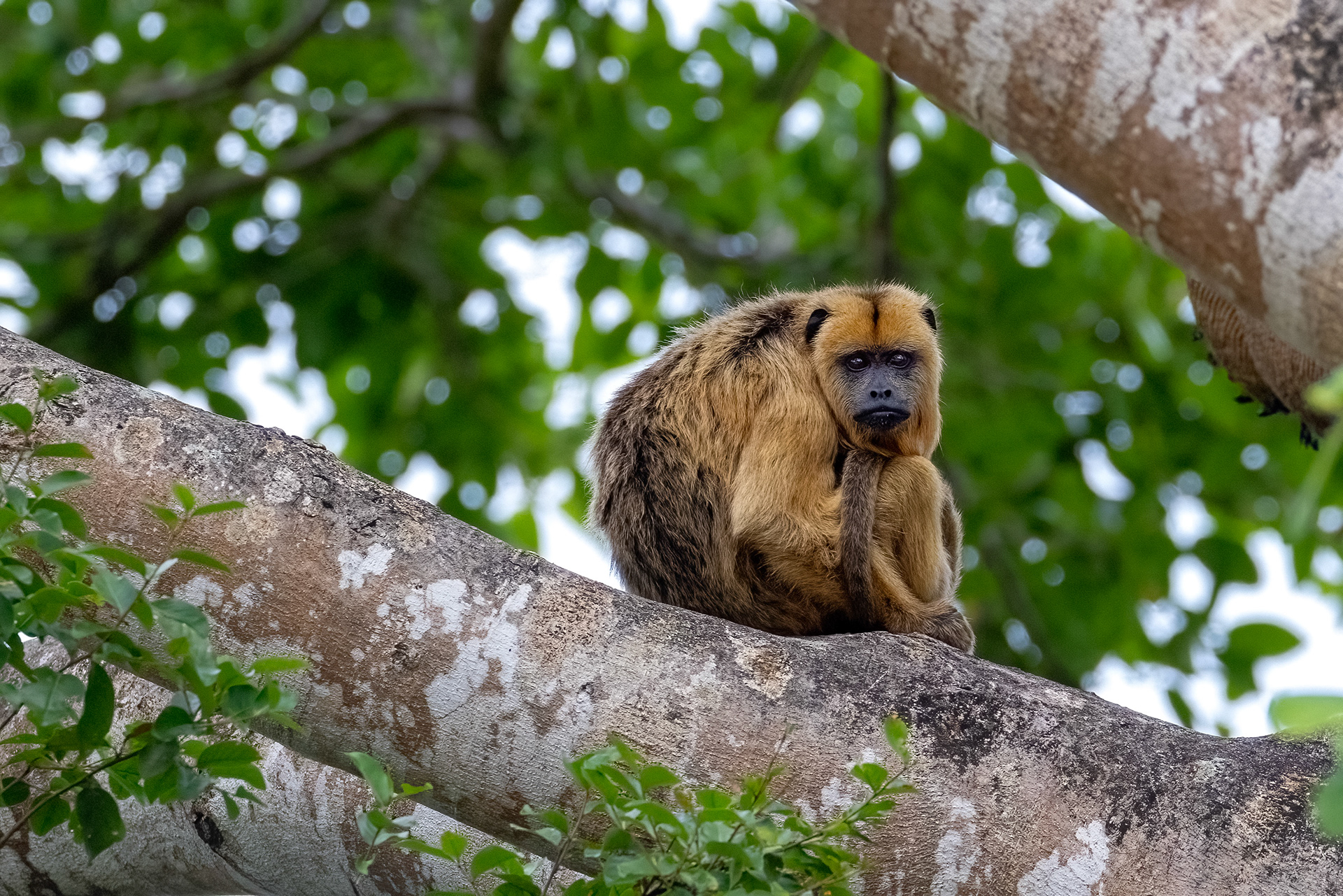 Black & Gold Howler Monkey