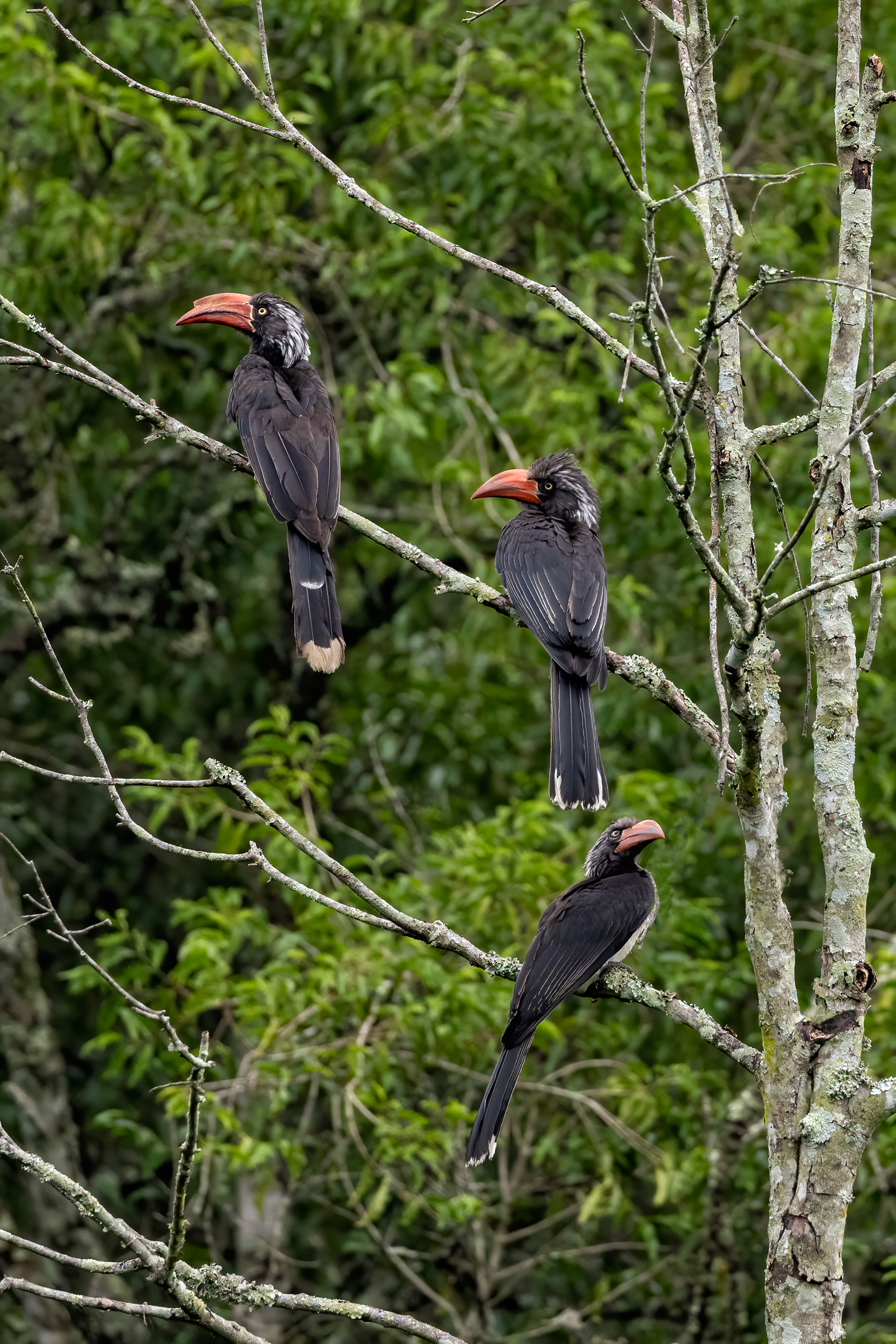 Crowned Hornbills - Queen Elizabeth National Park, Uganda - RM