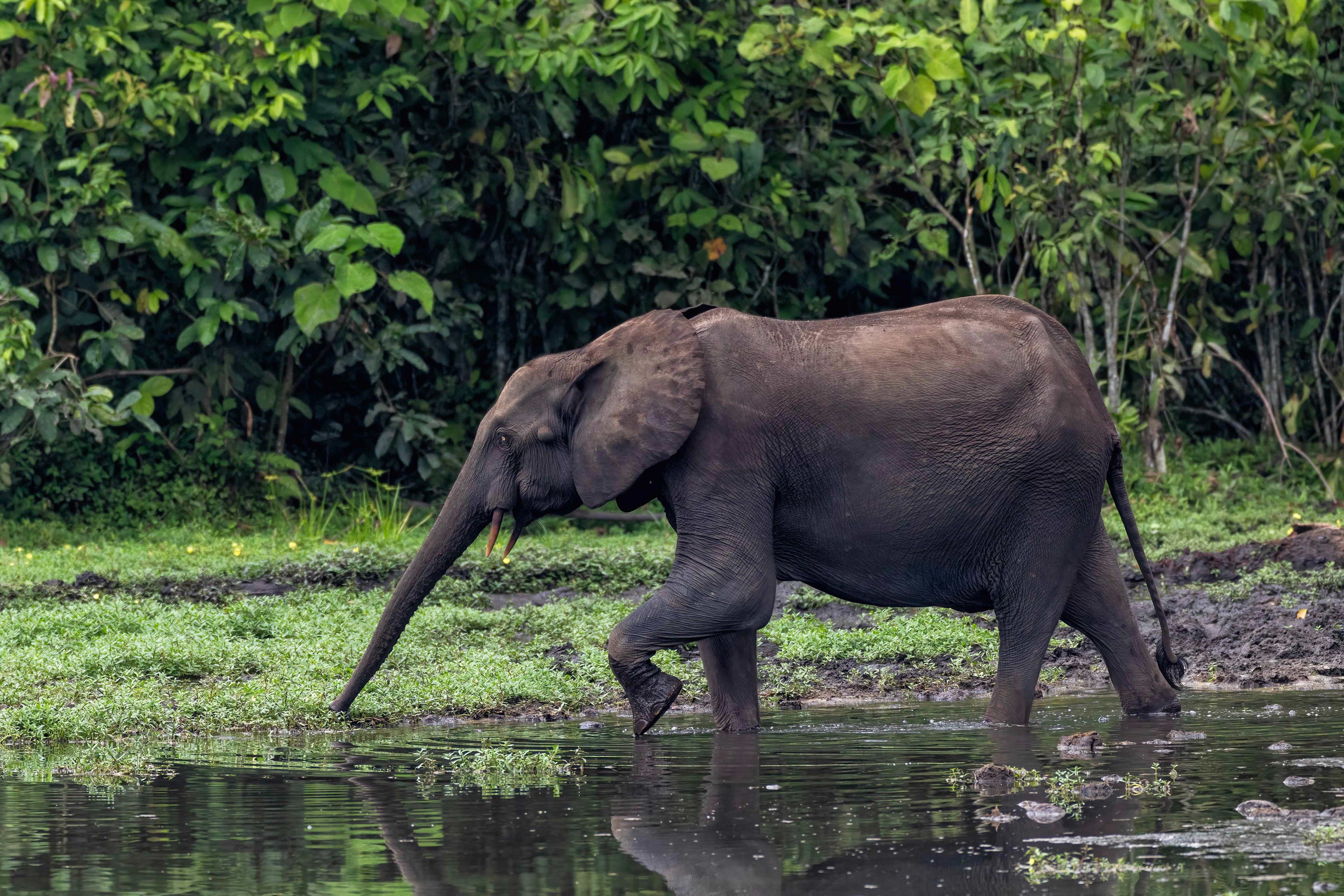 Forest Elephant - Odzala, Republic of Congo
