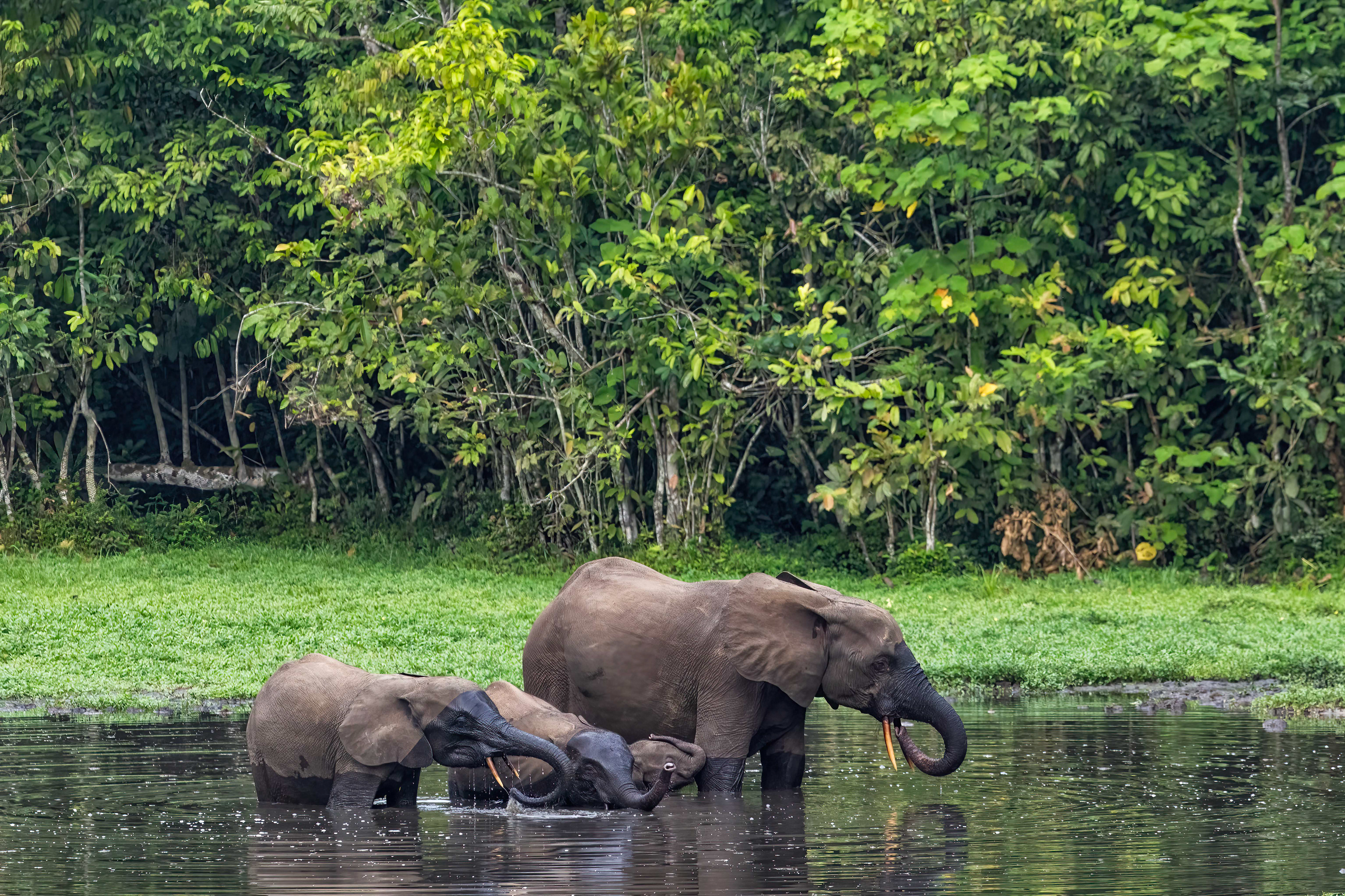 Forest Elephants at Moba Pool - Odzala, Republic of Congo