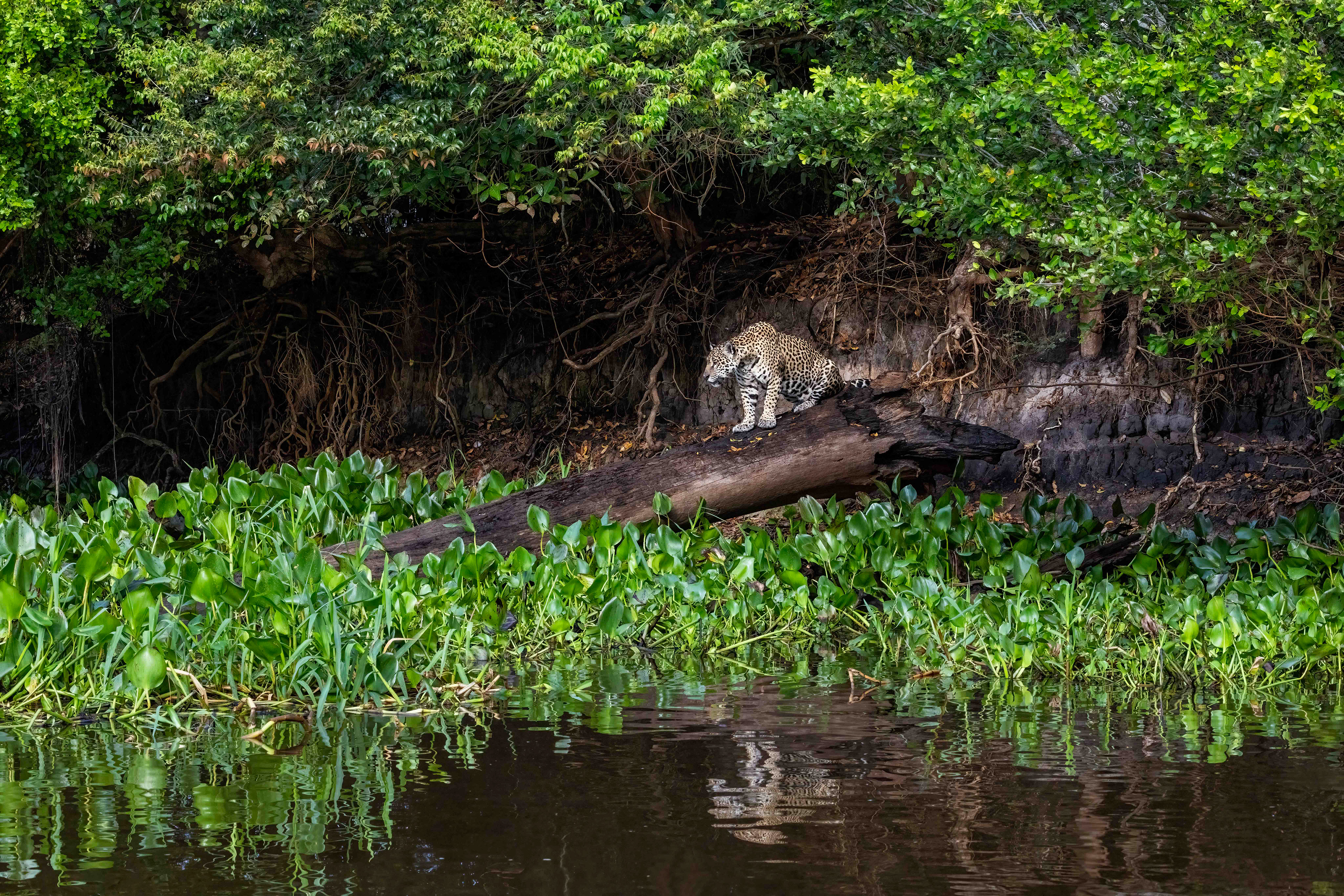 Female Jaguar