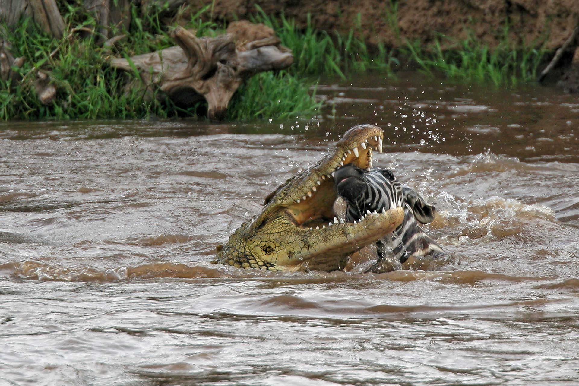 Nile Crocodile attacking an injured young zebra - Masai Mara