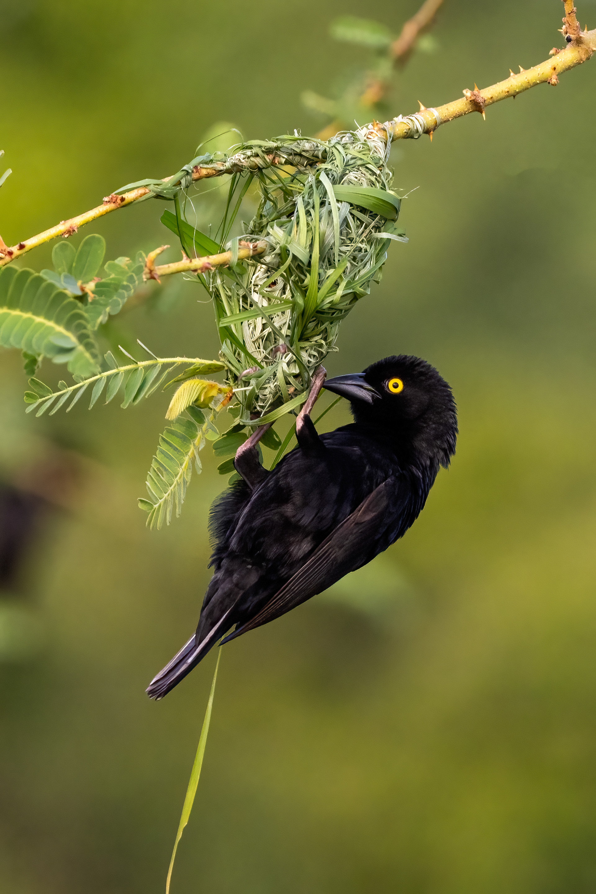 Vieillot's Black Weaver making a nest - Murchison Falls, Uganda - RM