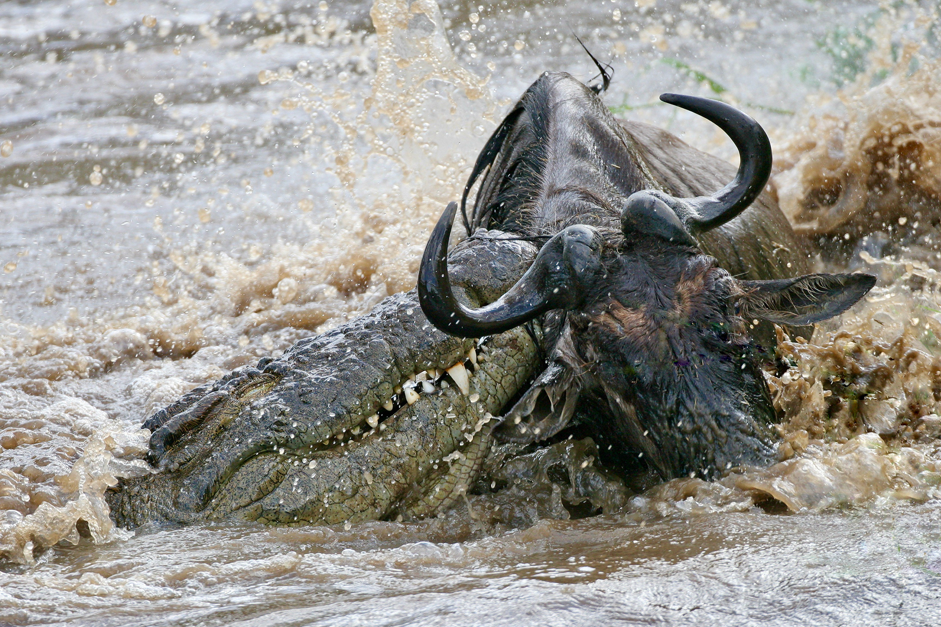 A large Nile Crocodile trying to drown a big male Wildebeest crossing the Mara River (the Wildebeest escaped) - Masai Mara
