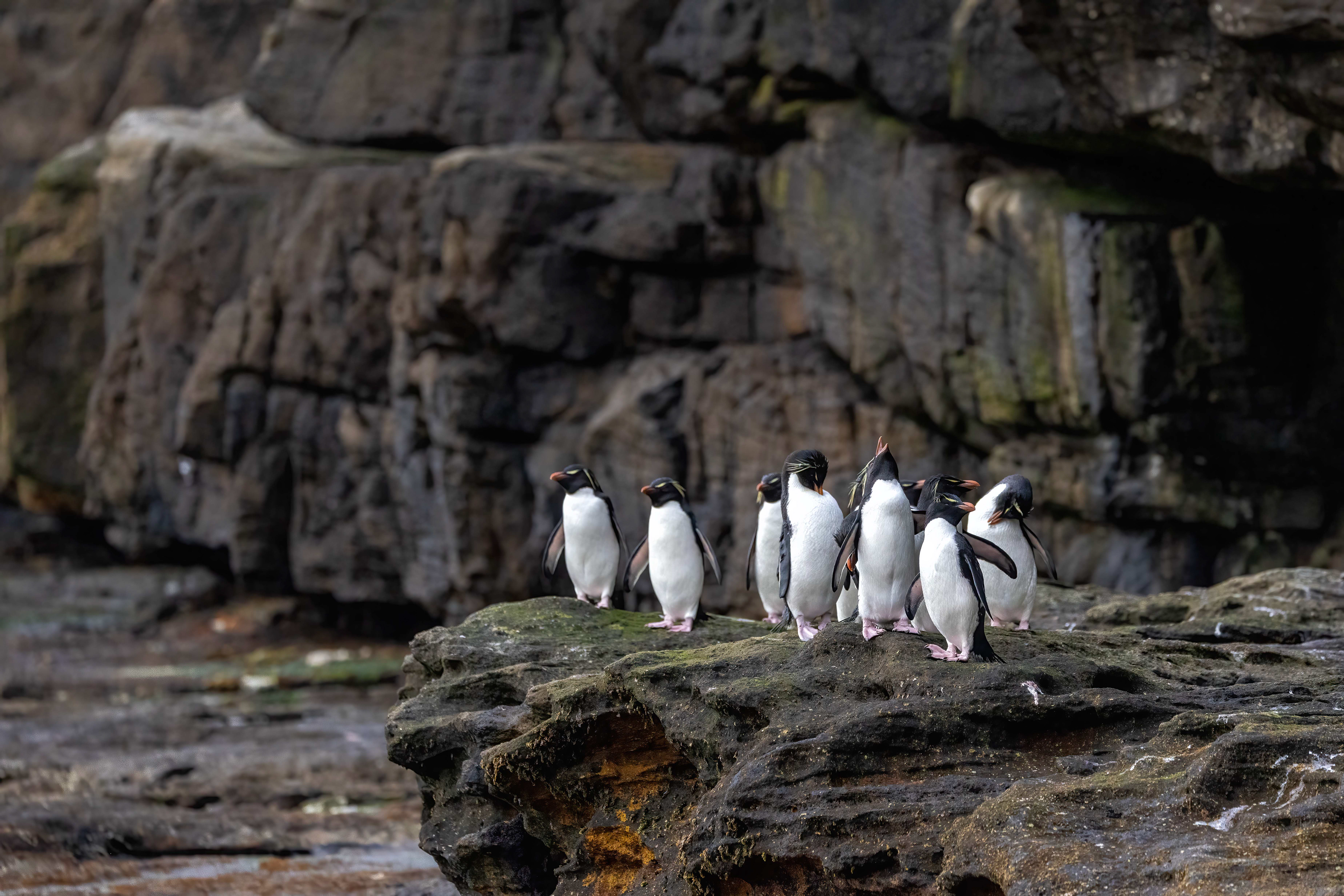 Southern Rockhoppers resting on their way back to the colony - Falklands - RM