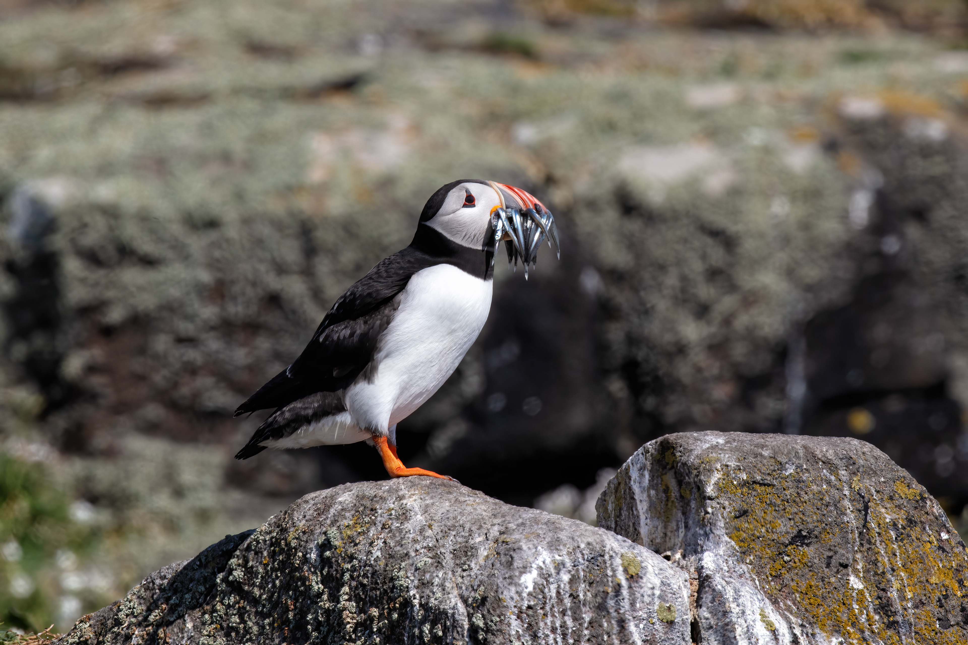 Atlantic Puffin with Sand Eels