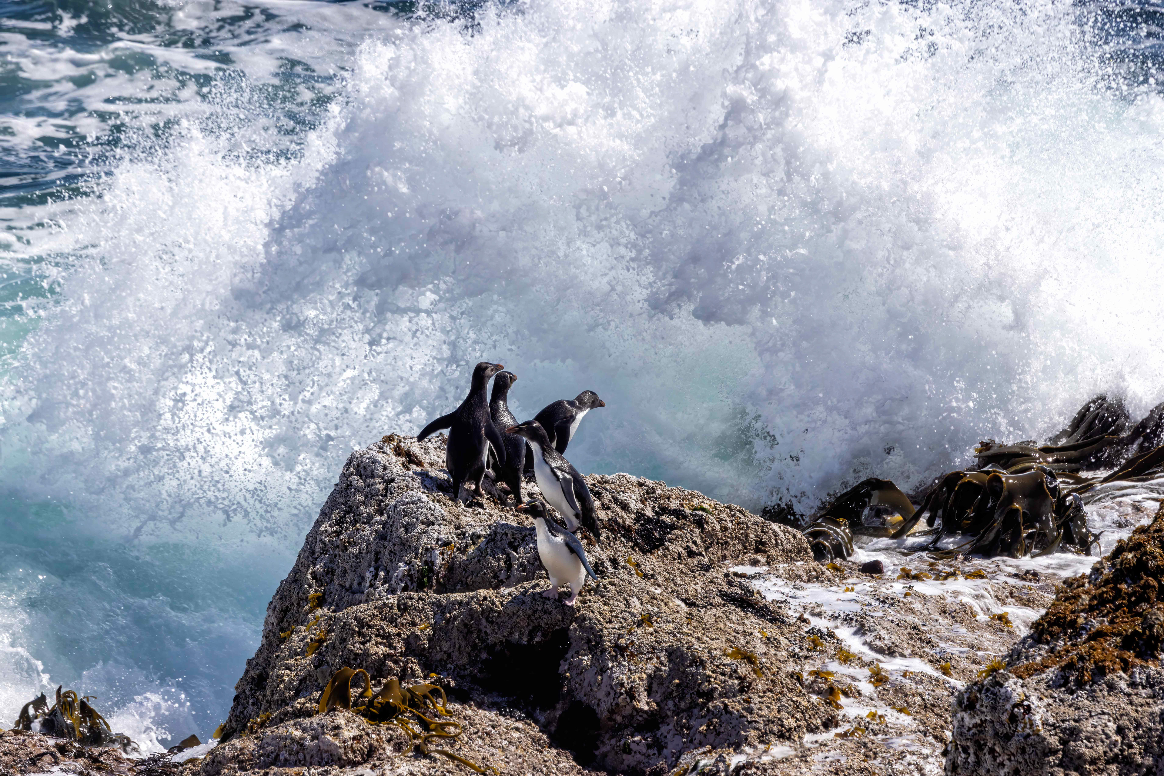 Southern Rockhoppers braving the huge surf - Falklands - RM