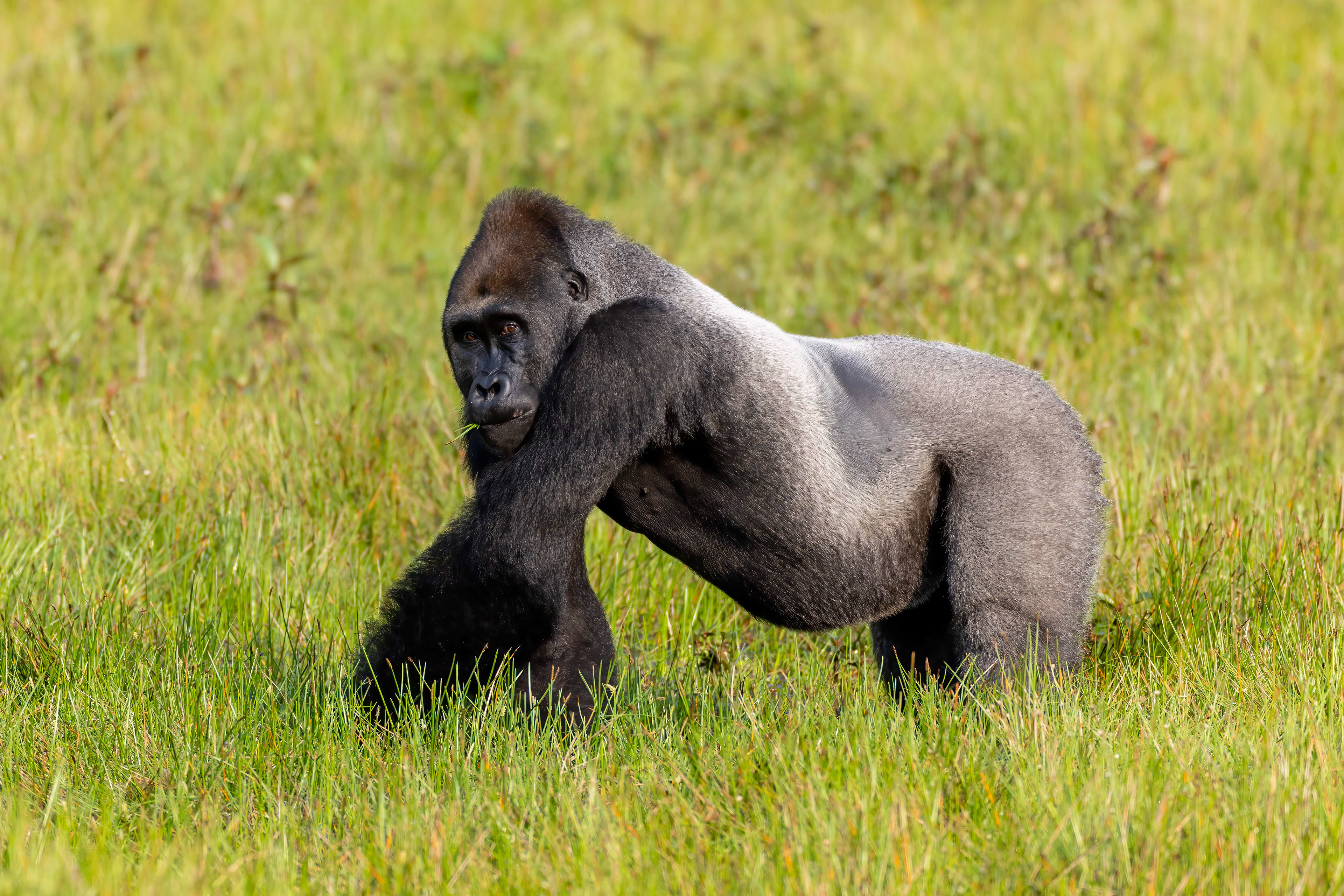 Western Lowland Silverback Gorilla - Odzala, Republic of Congo
