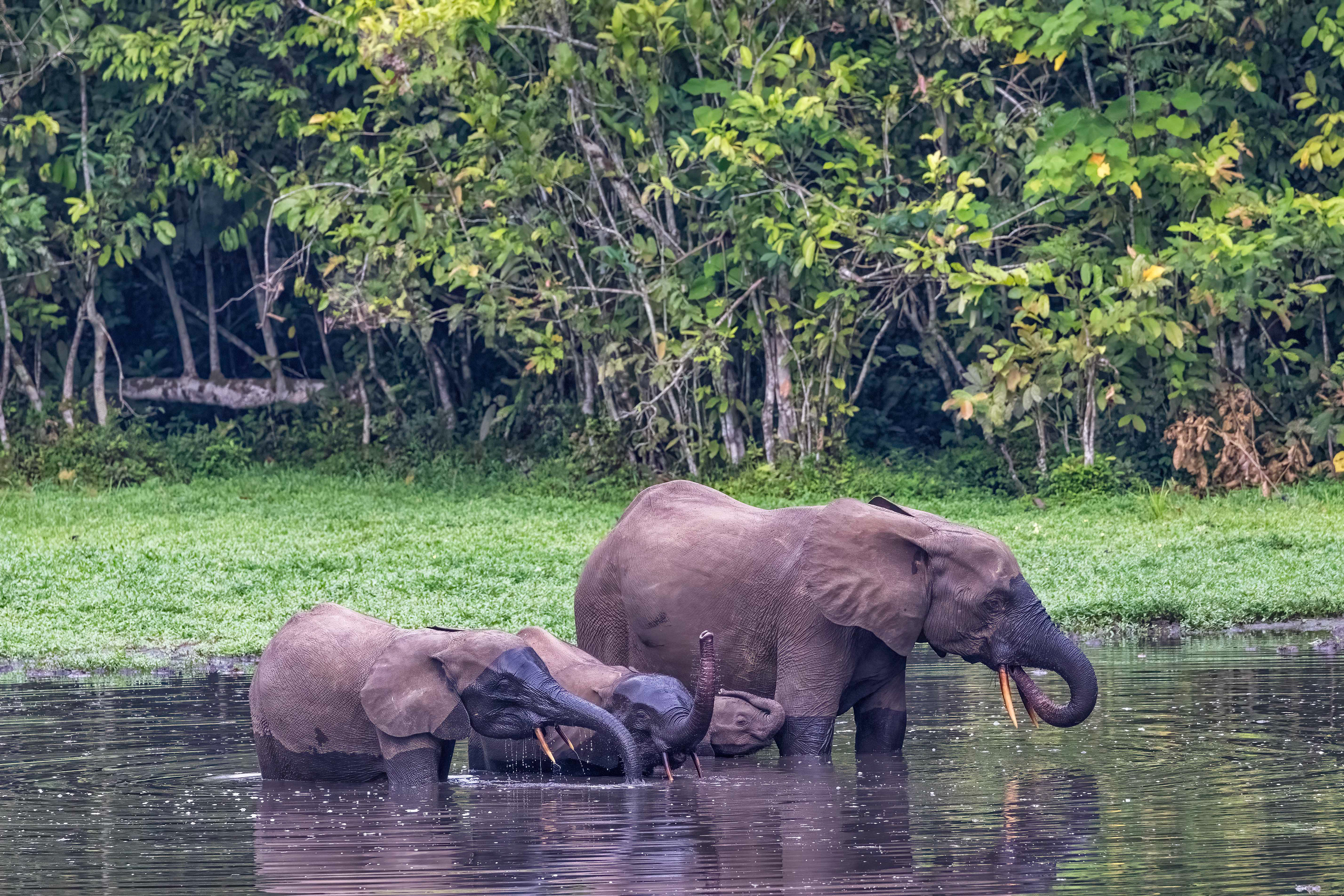 African Forest Elephants enjoying the mineral-rich waters of the bai - Odzala, Republic of Congo-RM