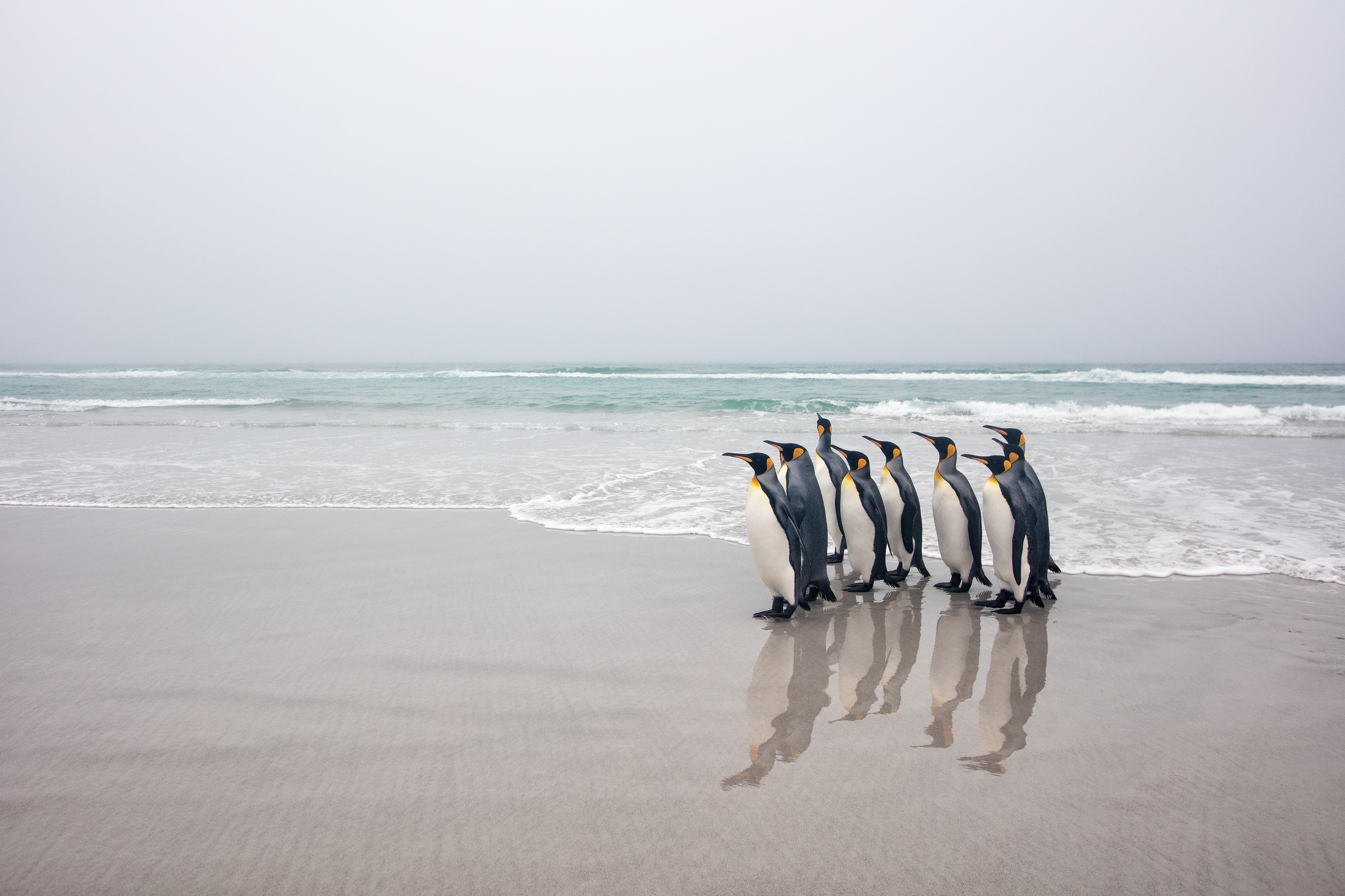 King Penguins on a foggy morning - Falklands