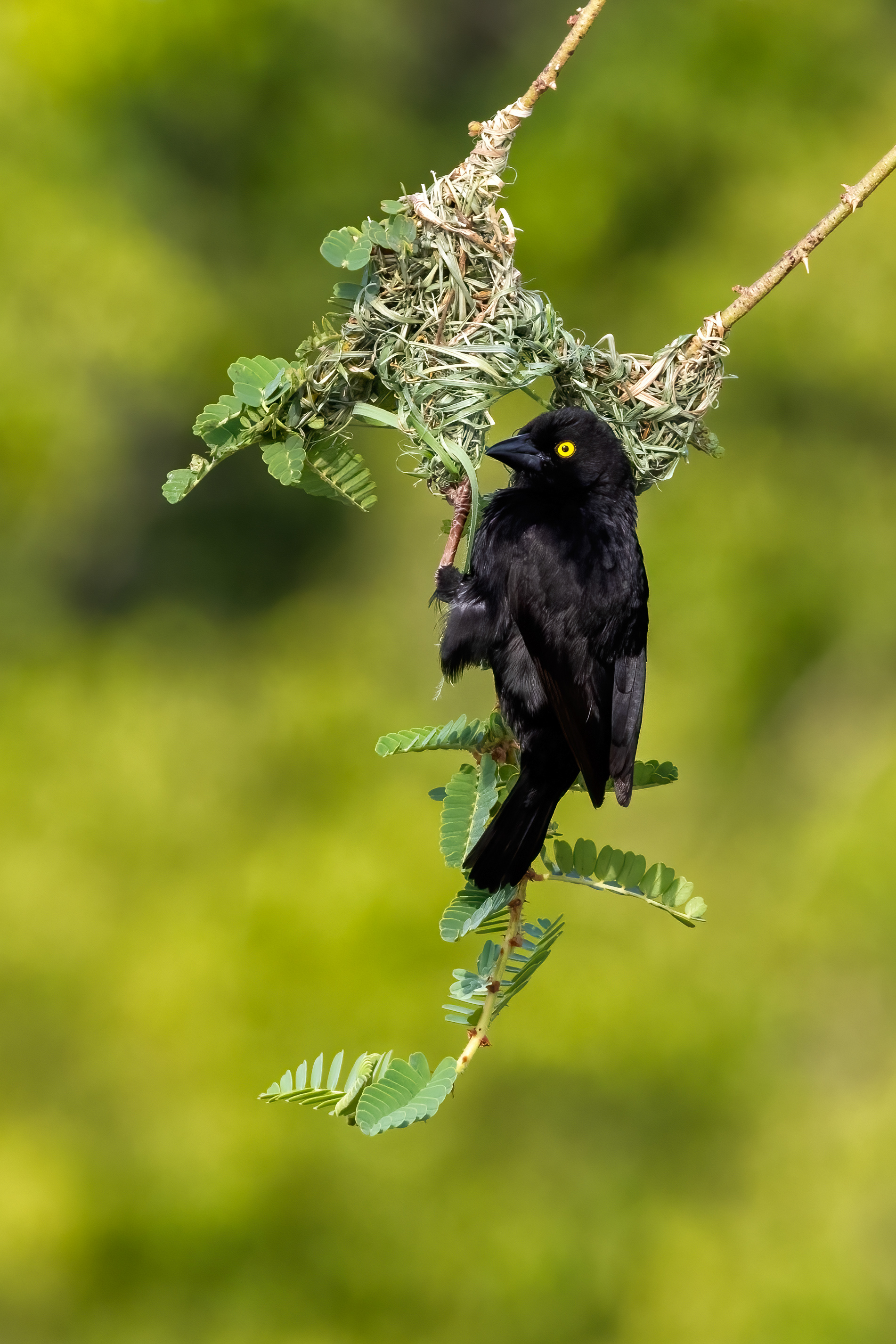 Vieillot's Black Weaver building a nest - Murchison Falls, Uganda - RM