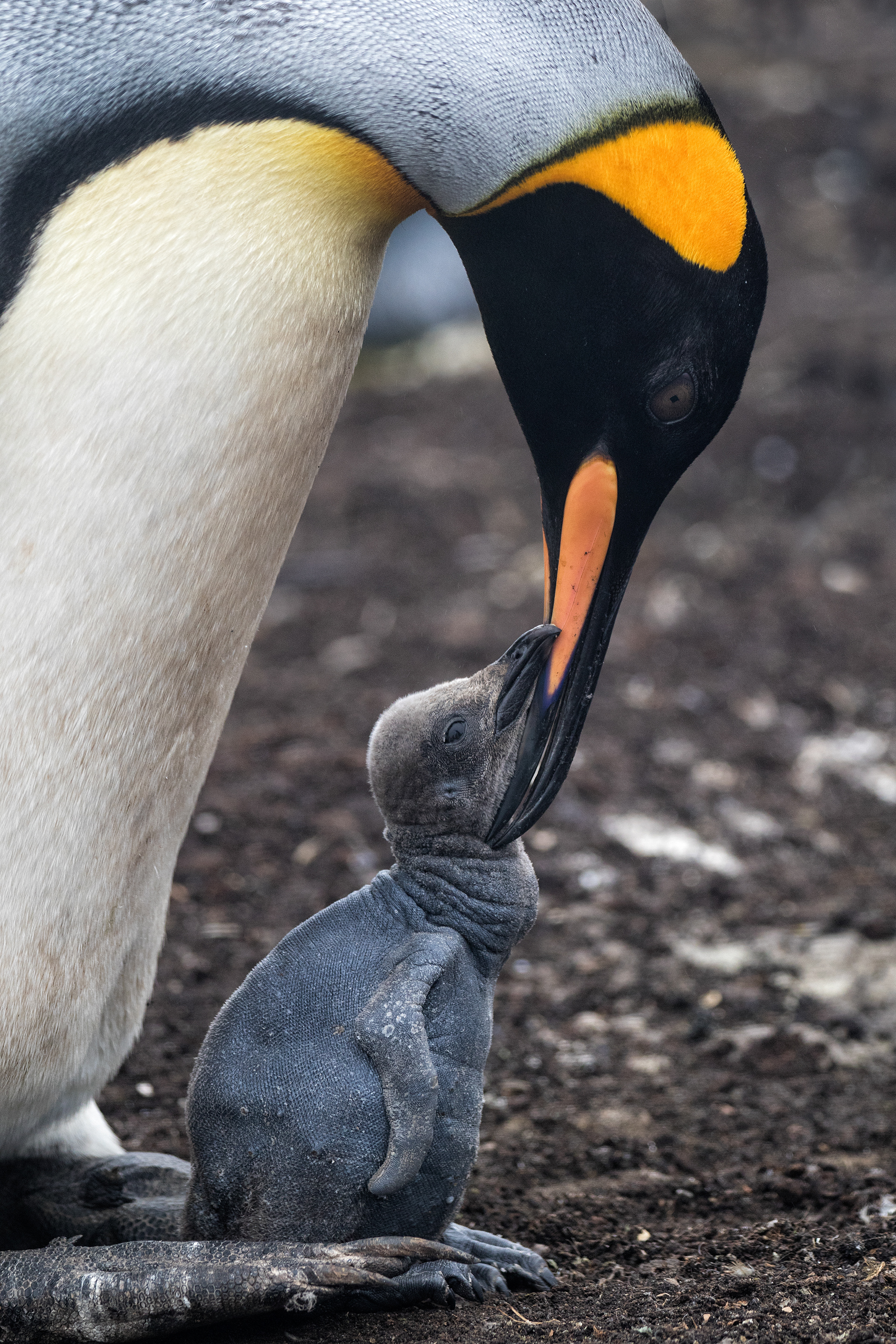 King Penguin chick being groomed - Falklands