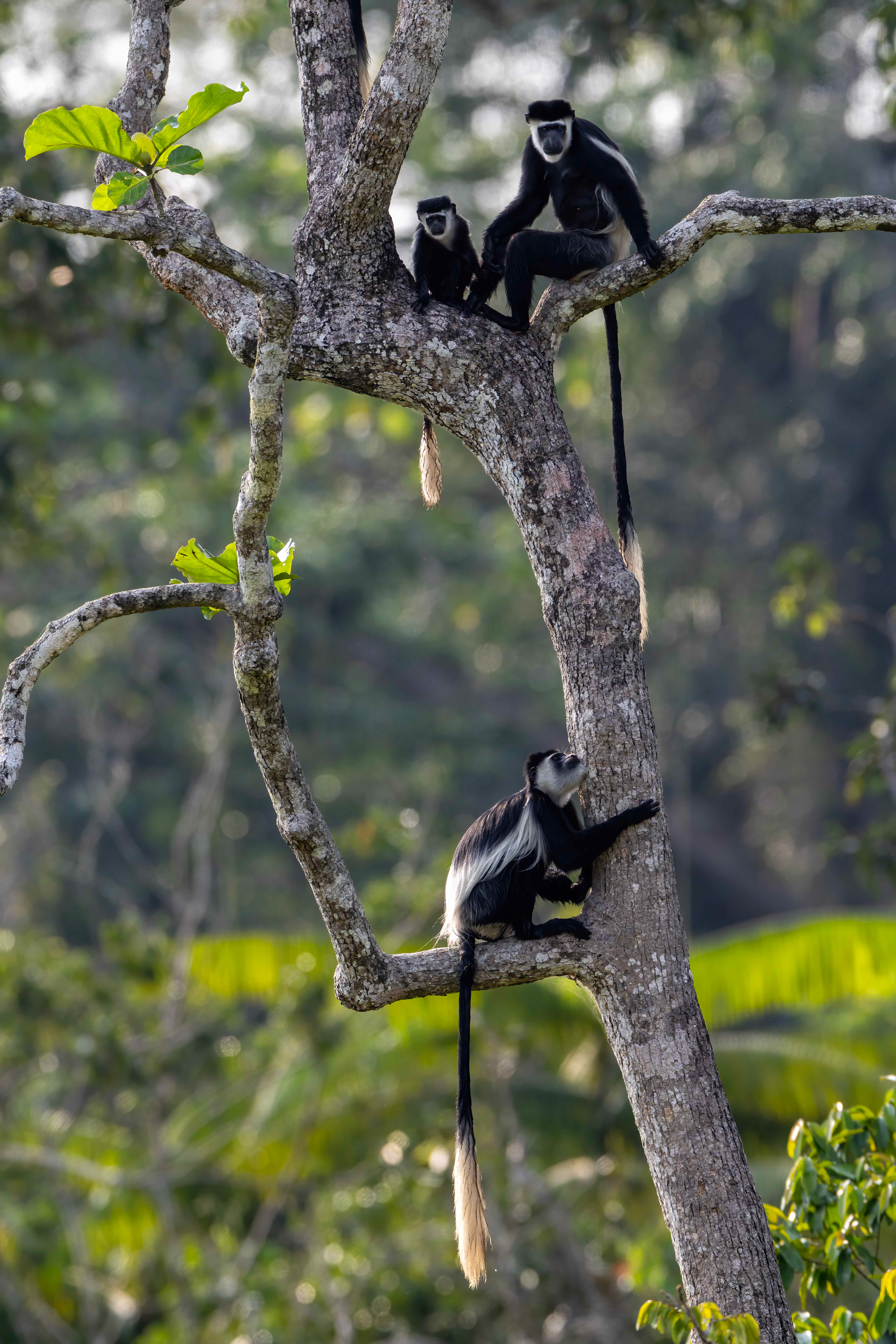 Black & White Colobus troop - Odzala, Republic of Congo