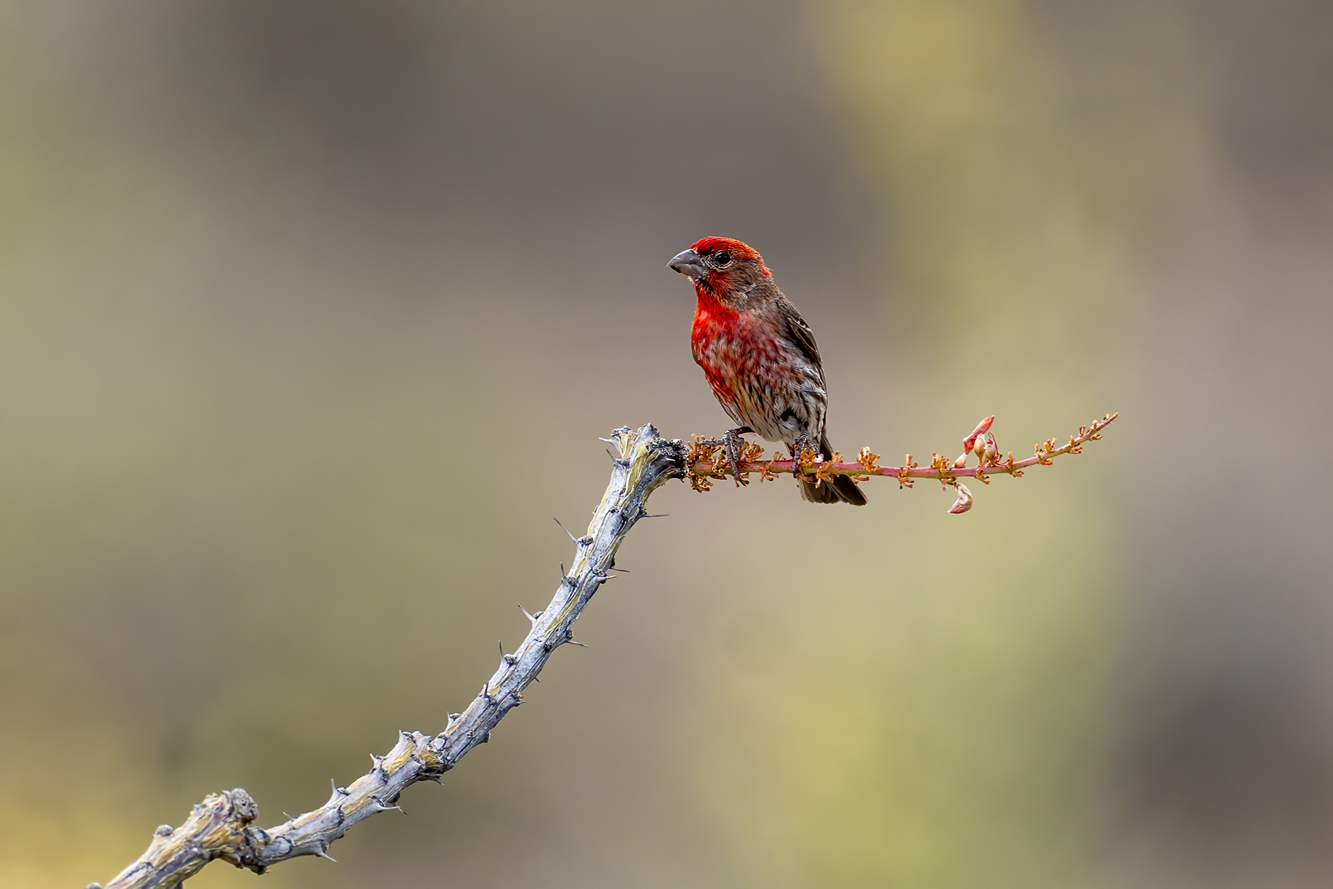 Male House Finch on Ocotillo