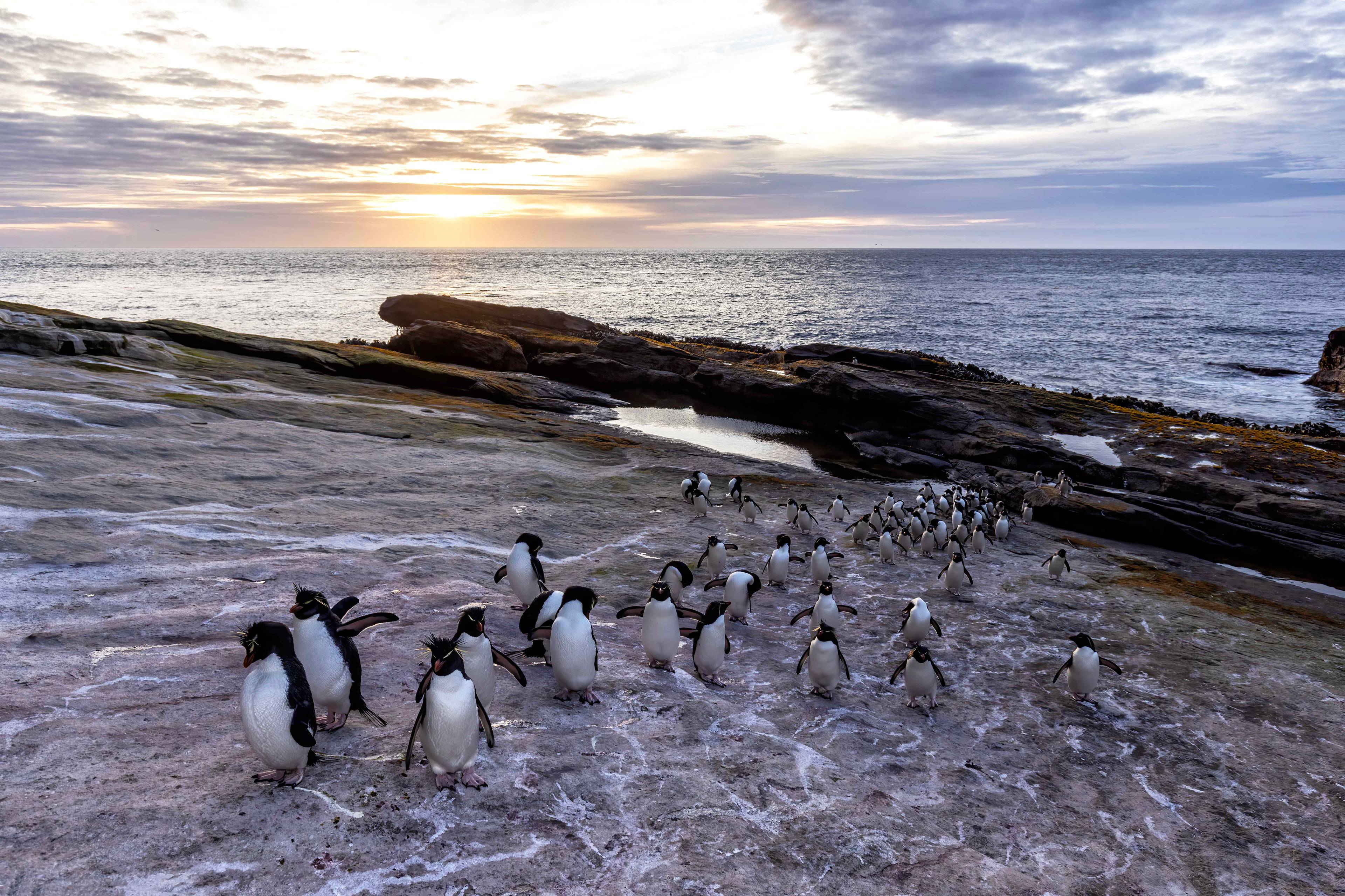 Southern Rockhopper penguins heading back to their colony at sunset - Falklands
