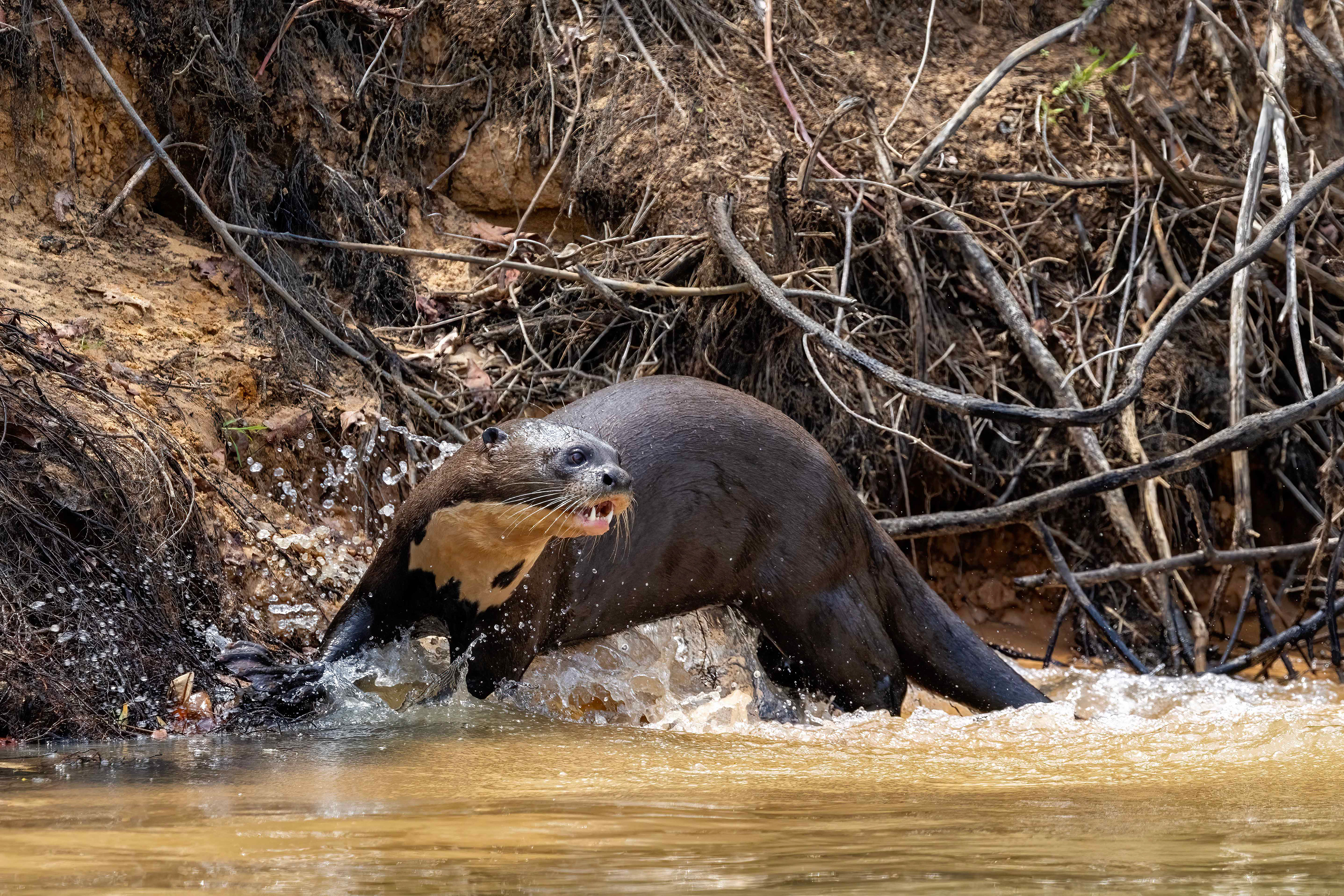 Giant River Otter
