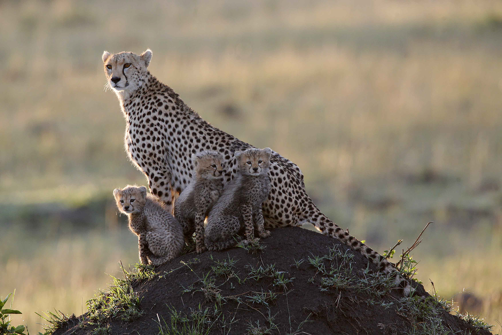 Cheetah mother and cubs - Masai Mara