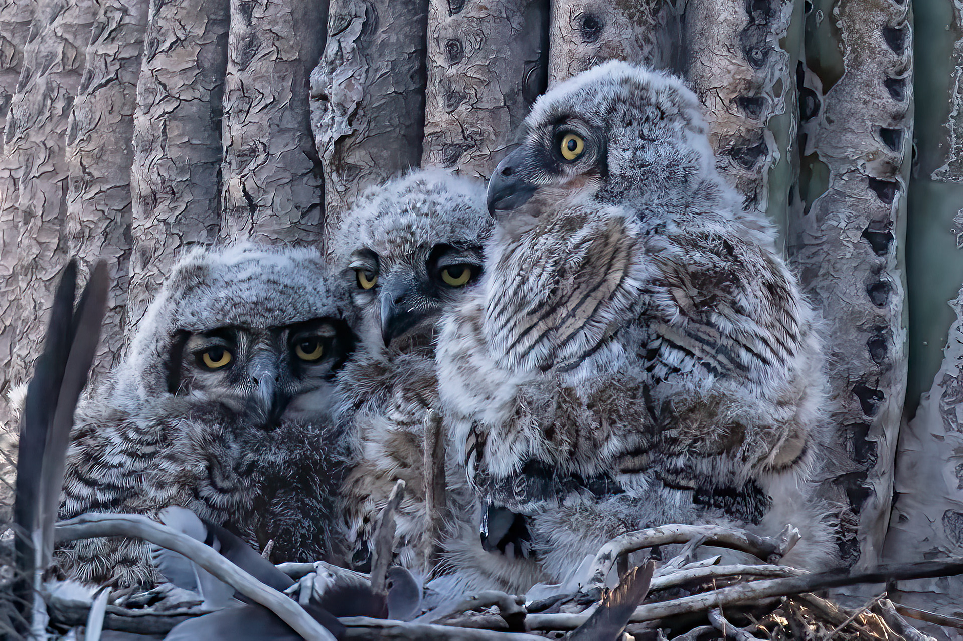 Young Great-horned Owlets in a nest