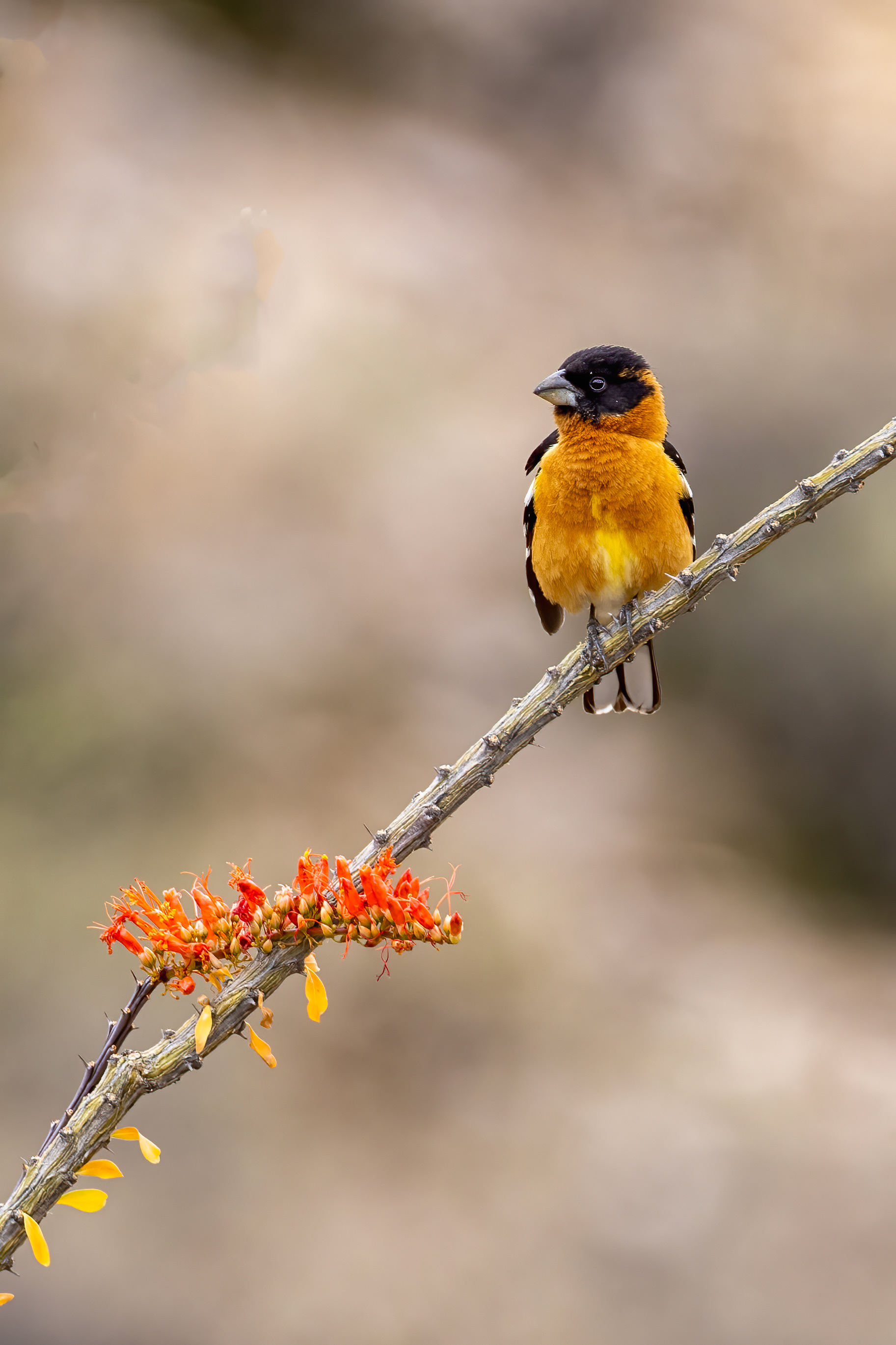 Male Black-headed Grosbeak on flowering Ocotillo