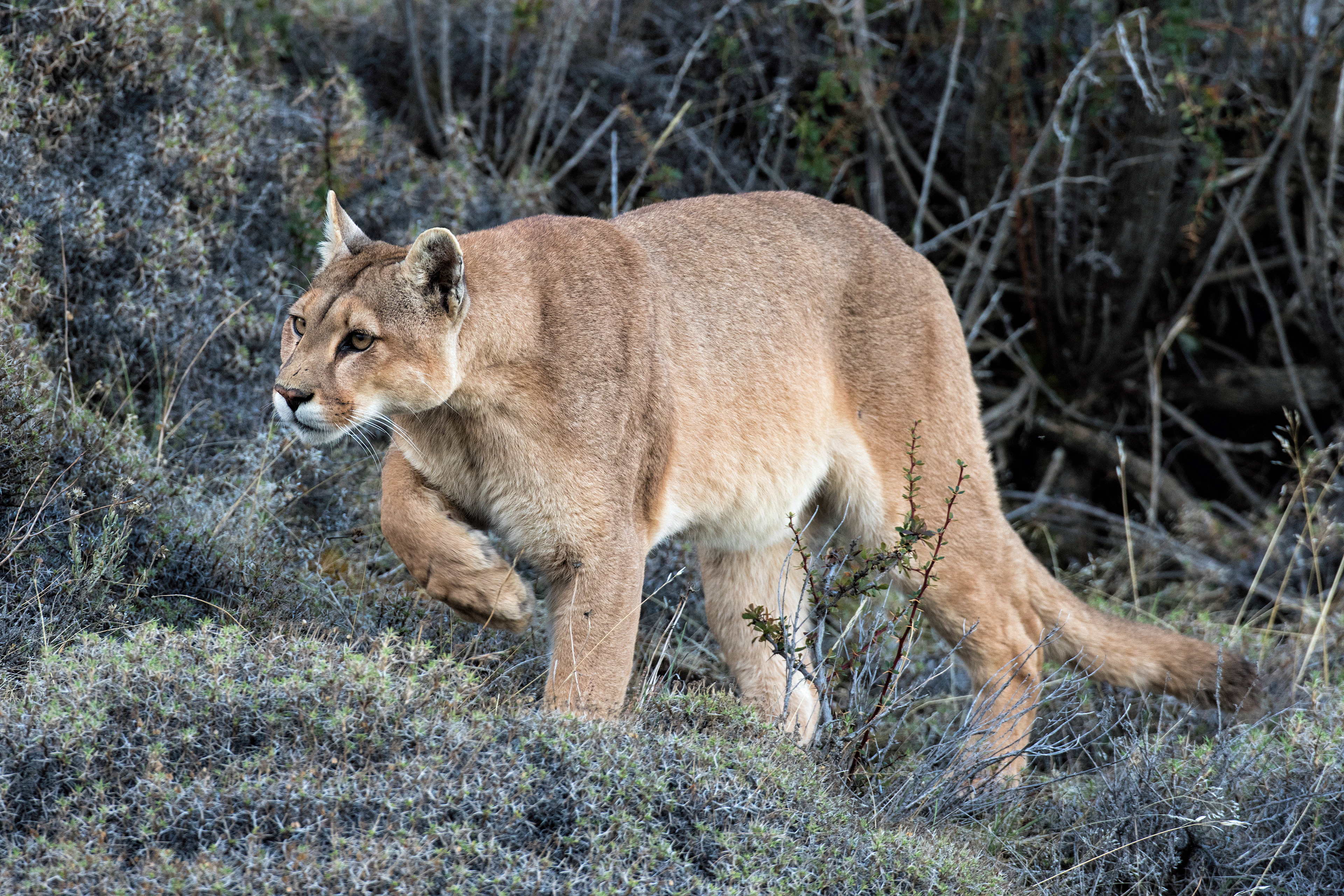 Female Puma - Patagonia