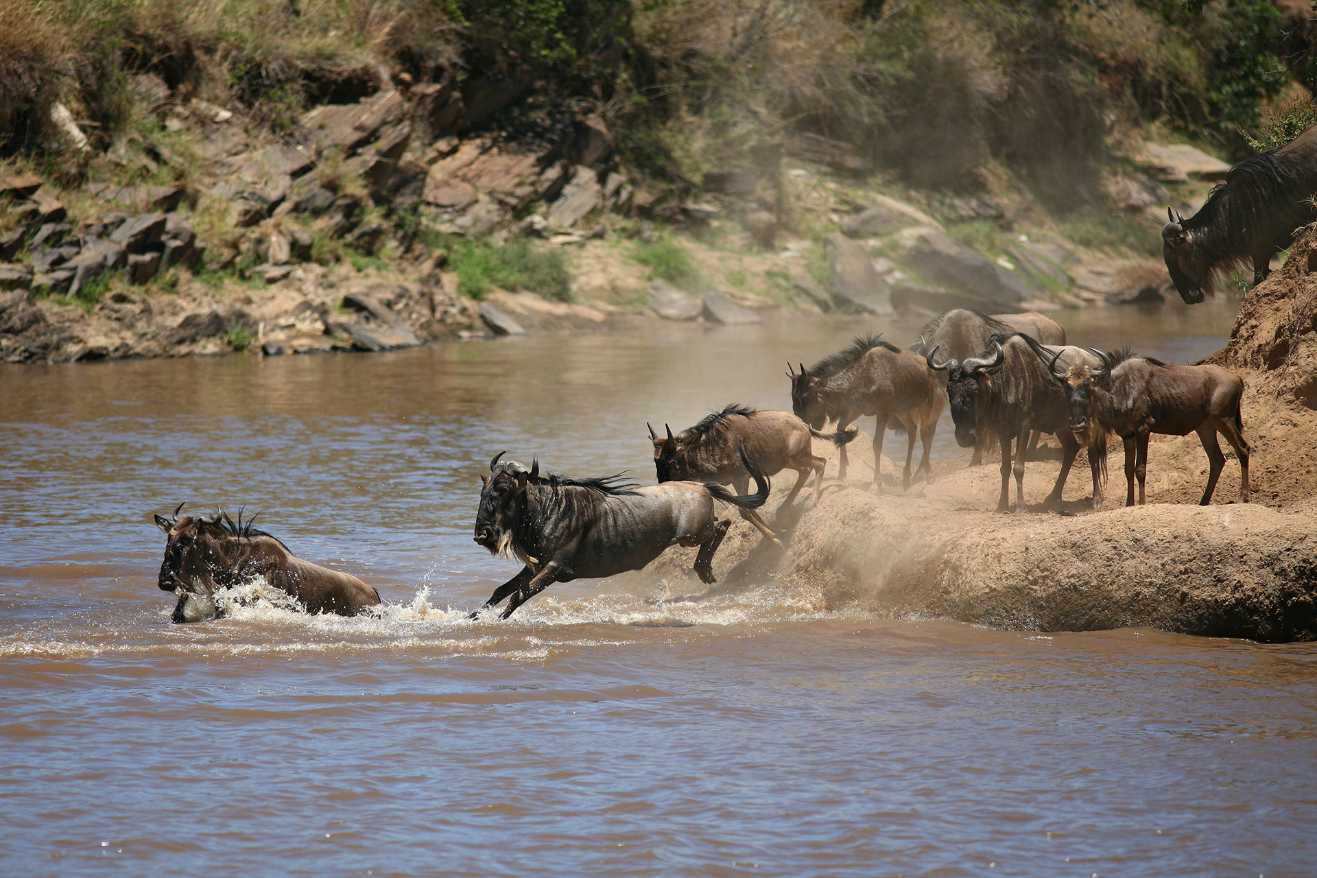 Wildebeest crossing the Mara River - Masai Mara