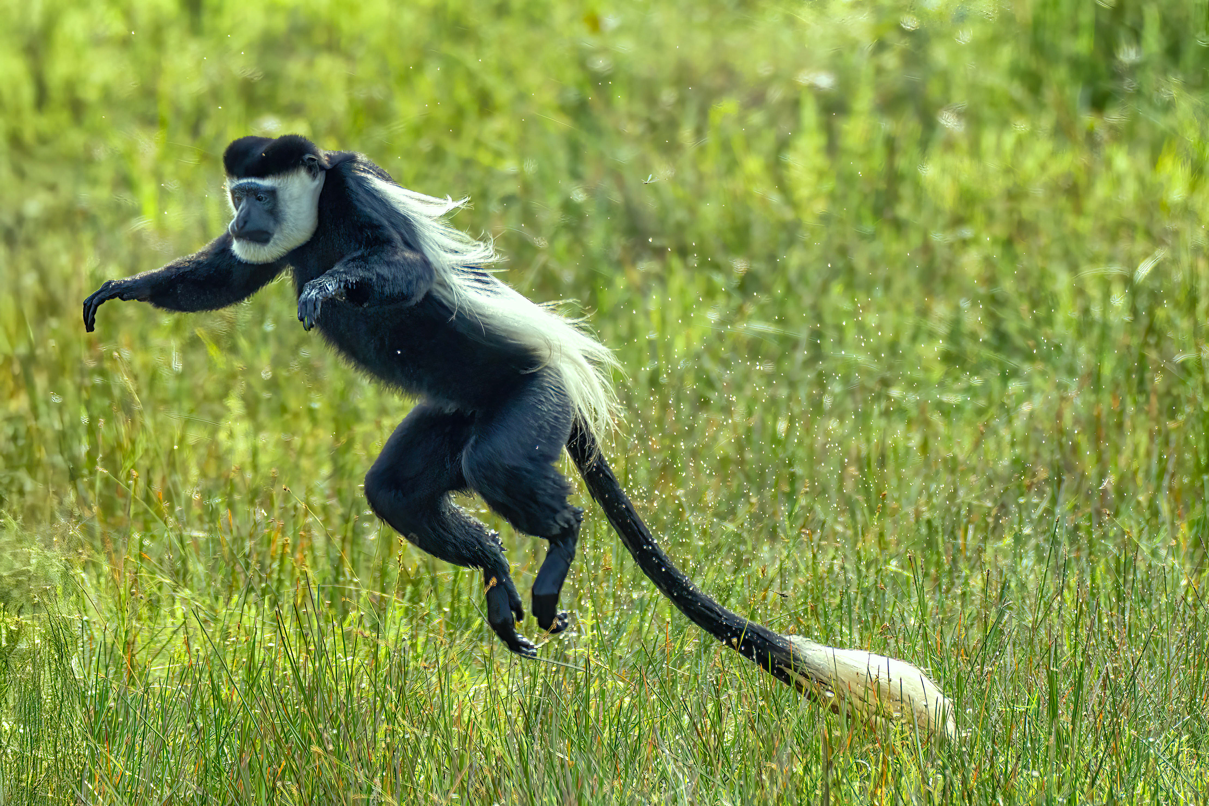 Black & White Colobus Monkey on the move - Odzala, Republic of Congo