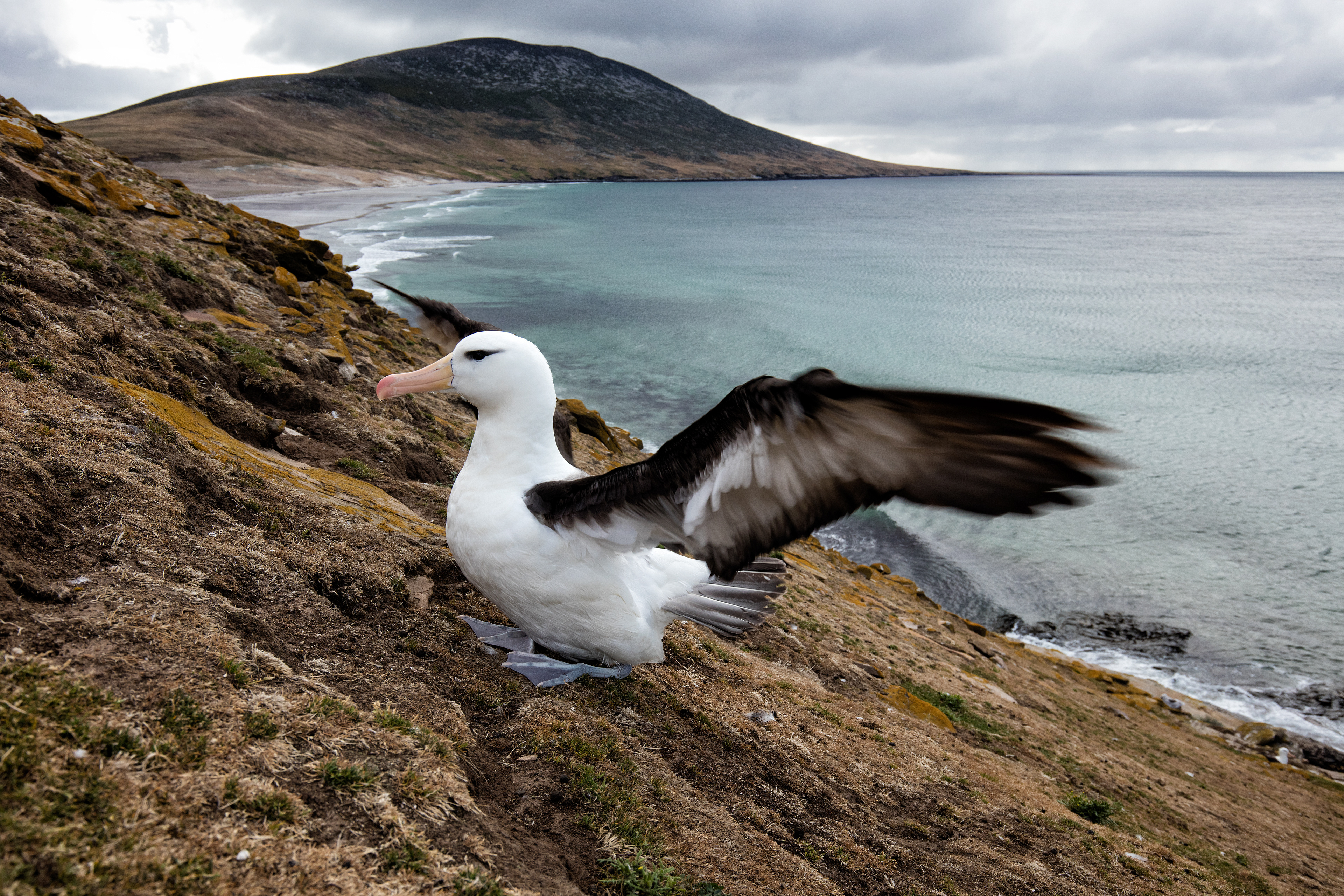 Black-browed Albatross - Falklands