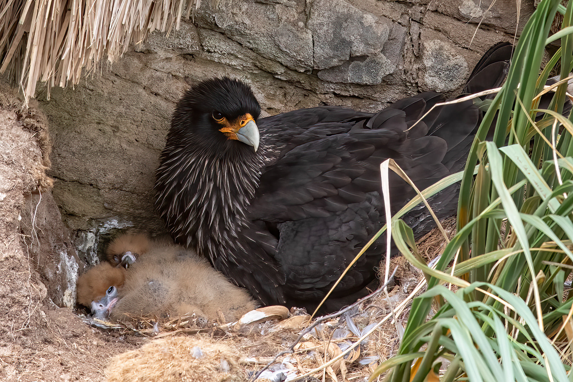 Striated Caracara with chicks - Falklands - RM