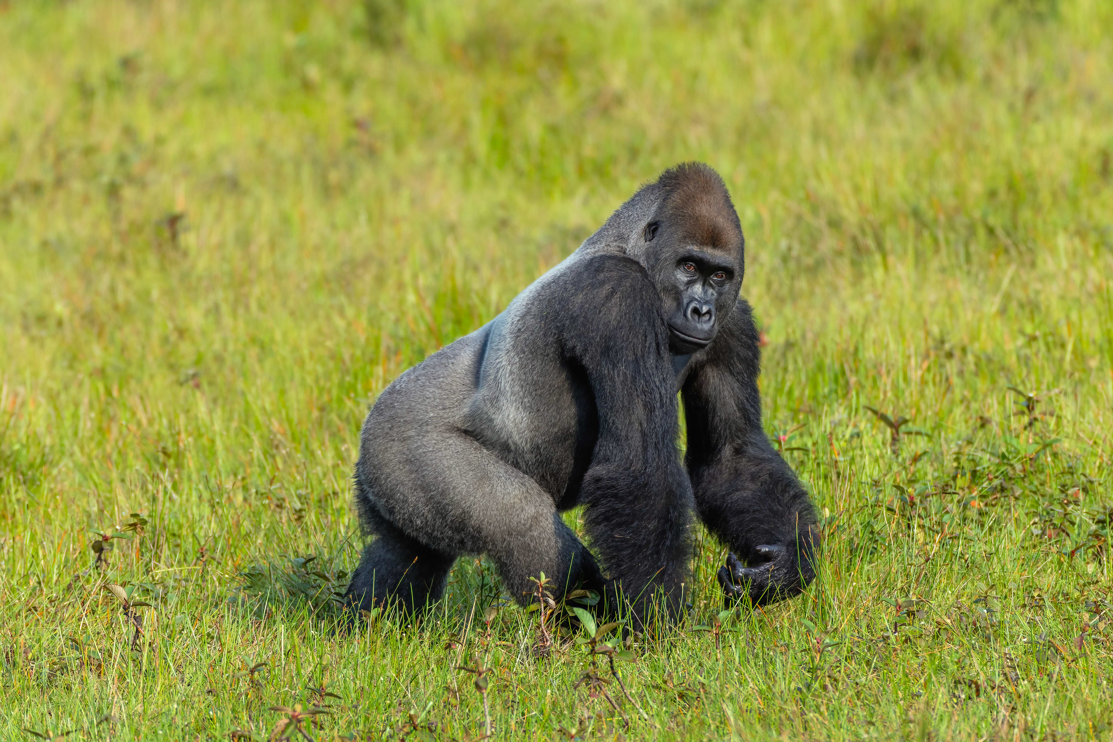 Western Lowland Silverback Gorilla - Odzala, Republic of Congo