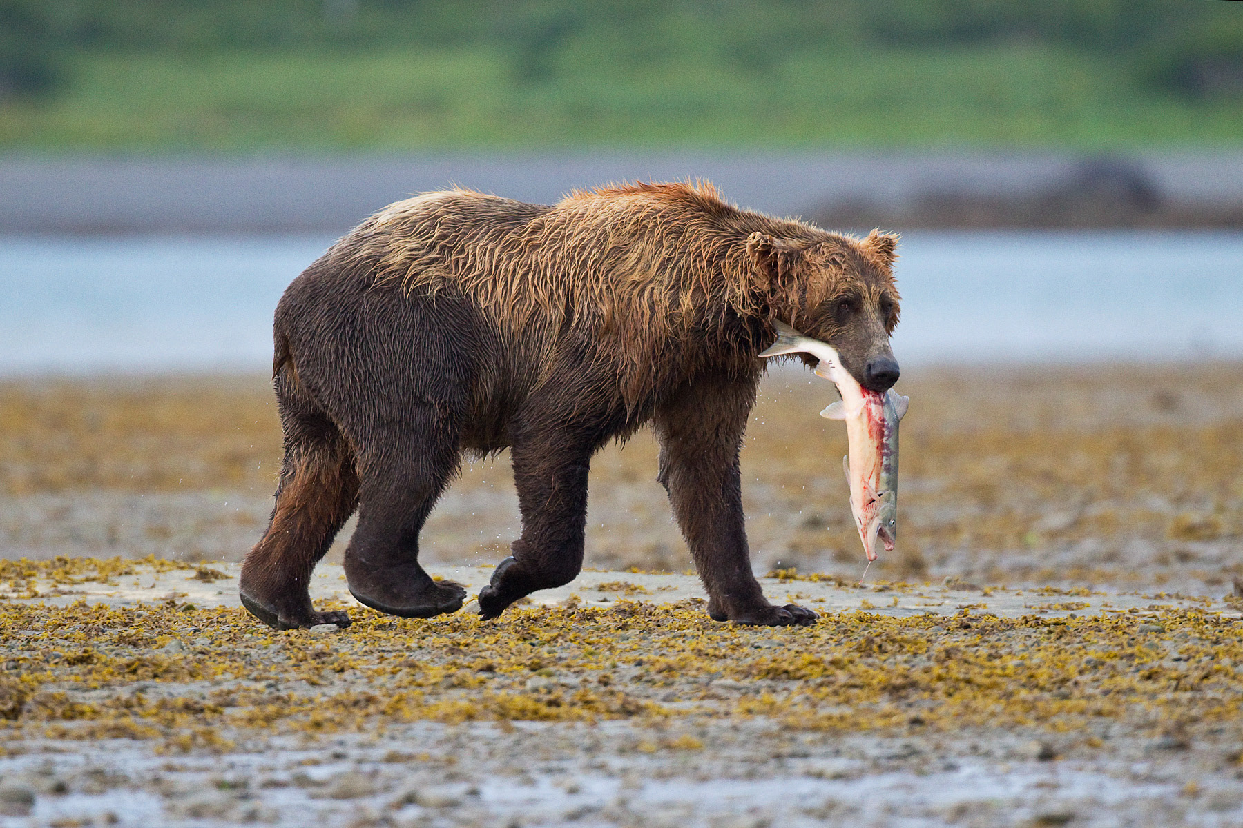 Male Grizzly Bear with Salmon on coastal flats- Katmai Alaska