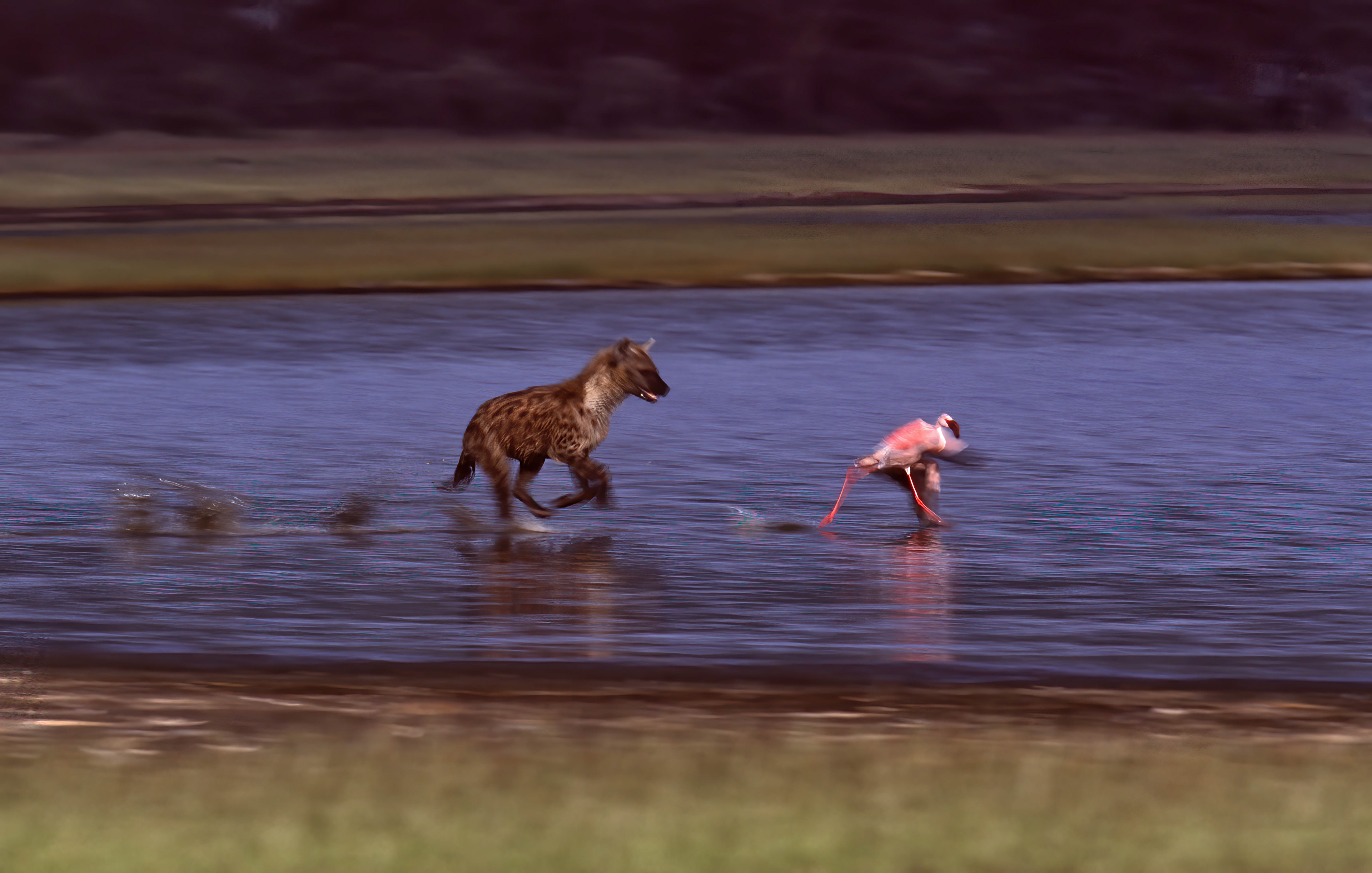 Spotted Hyena chasing a Lesser Flamingo - Nakuru