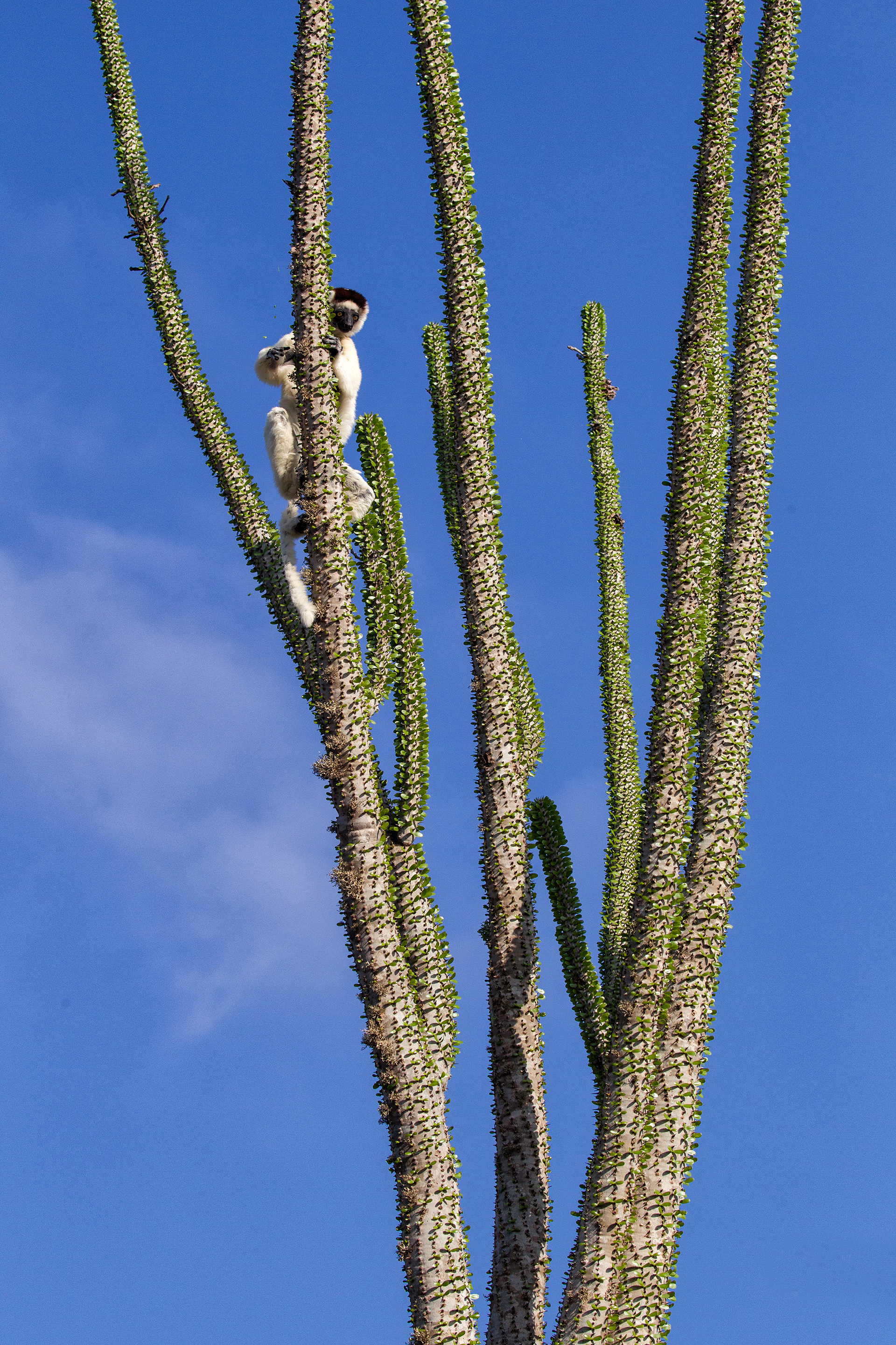 Verreaux's Sifaka in spiny forest near Berenty