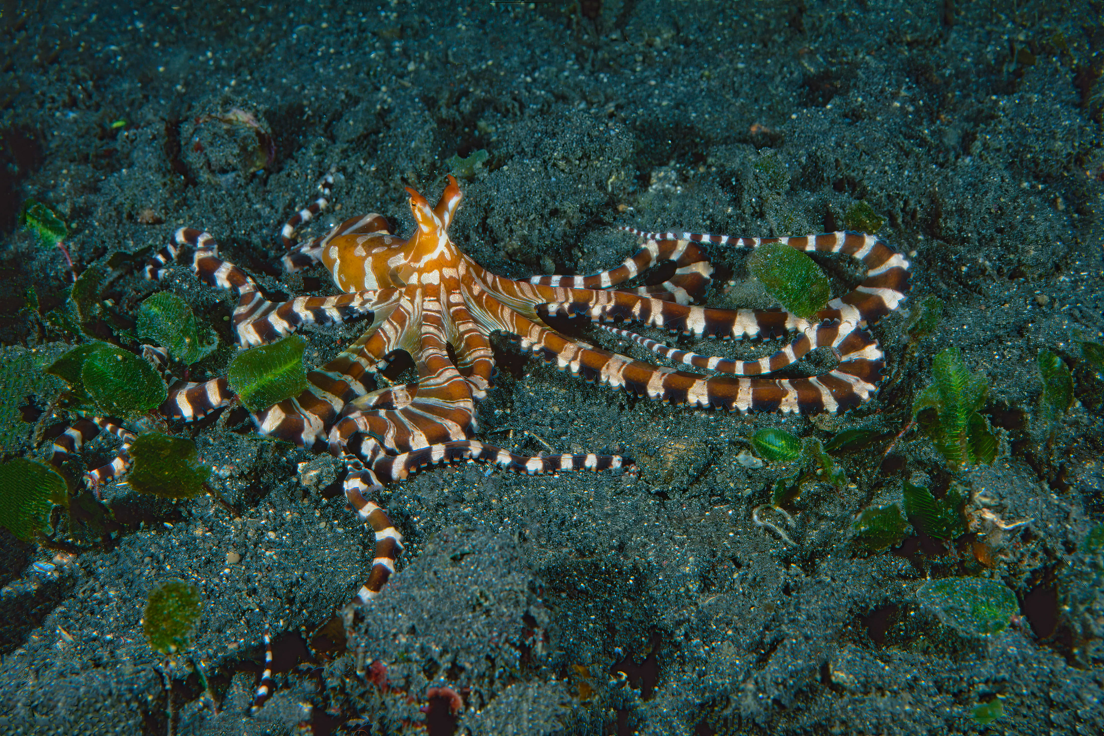 Mimic Octopus - Sulawesi, Indonesia